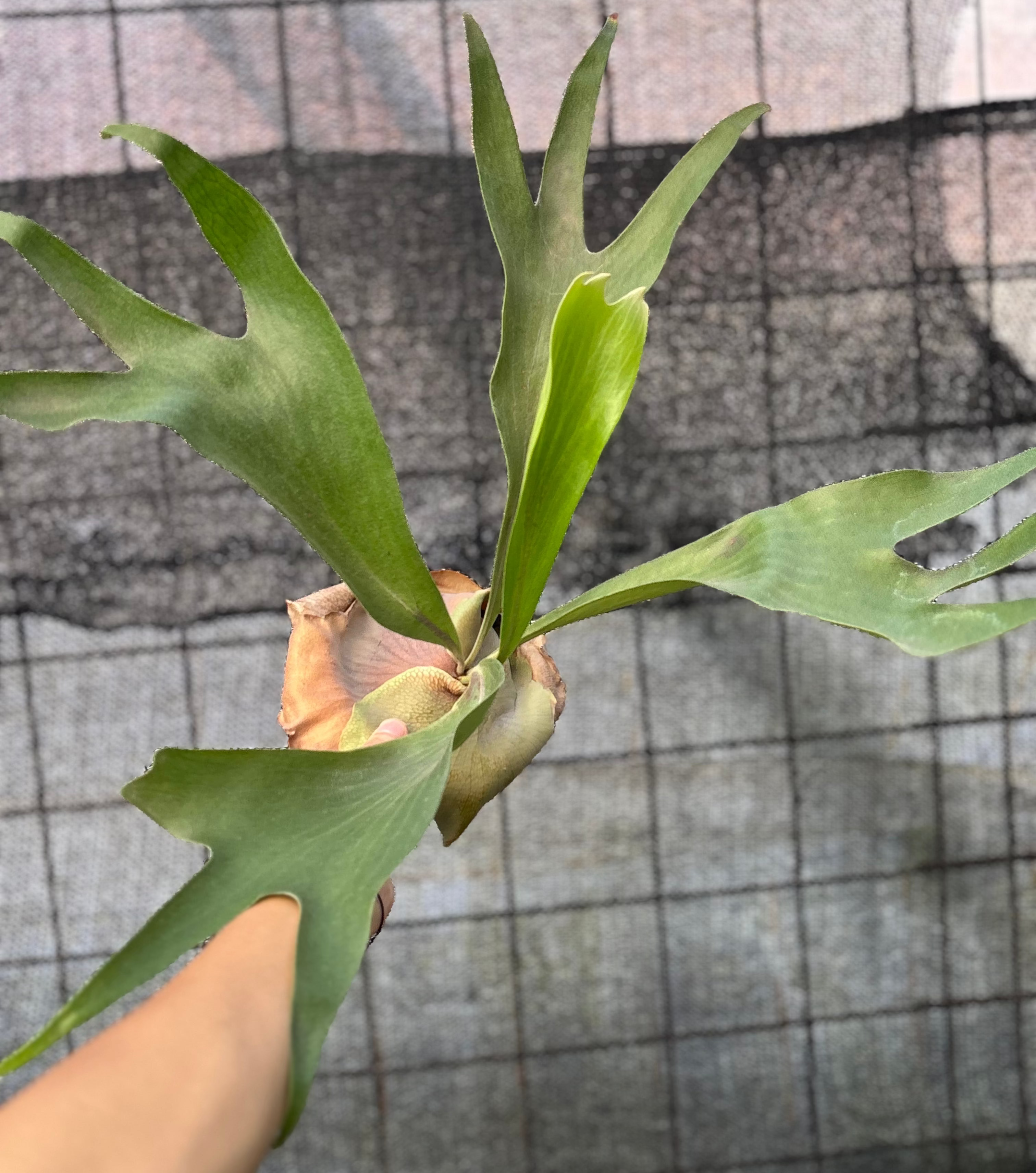 Platycerium Walichii
