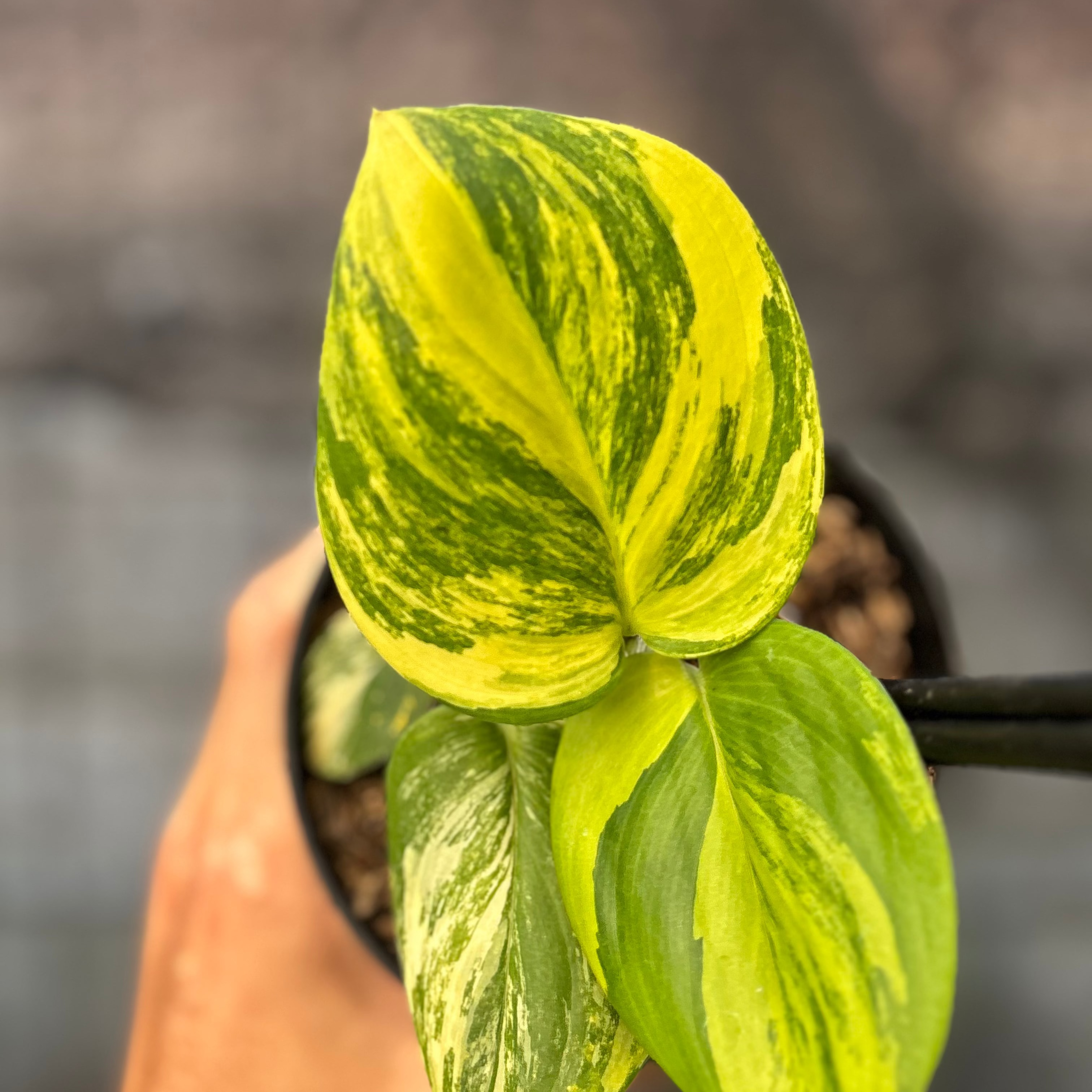 Scindapsus Rubicon - Greenspaces.id