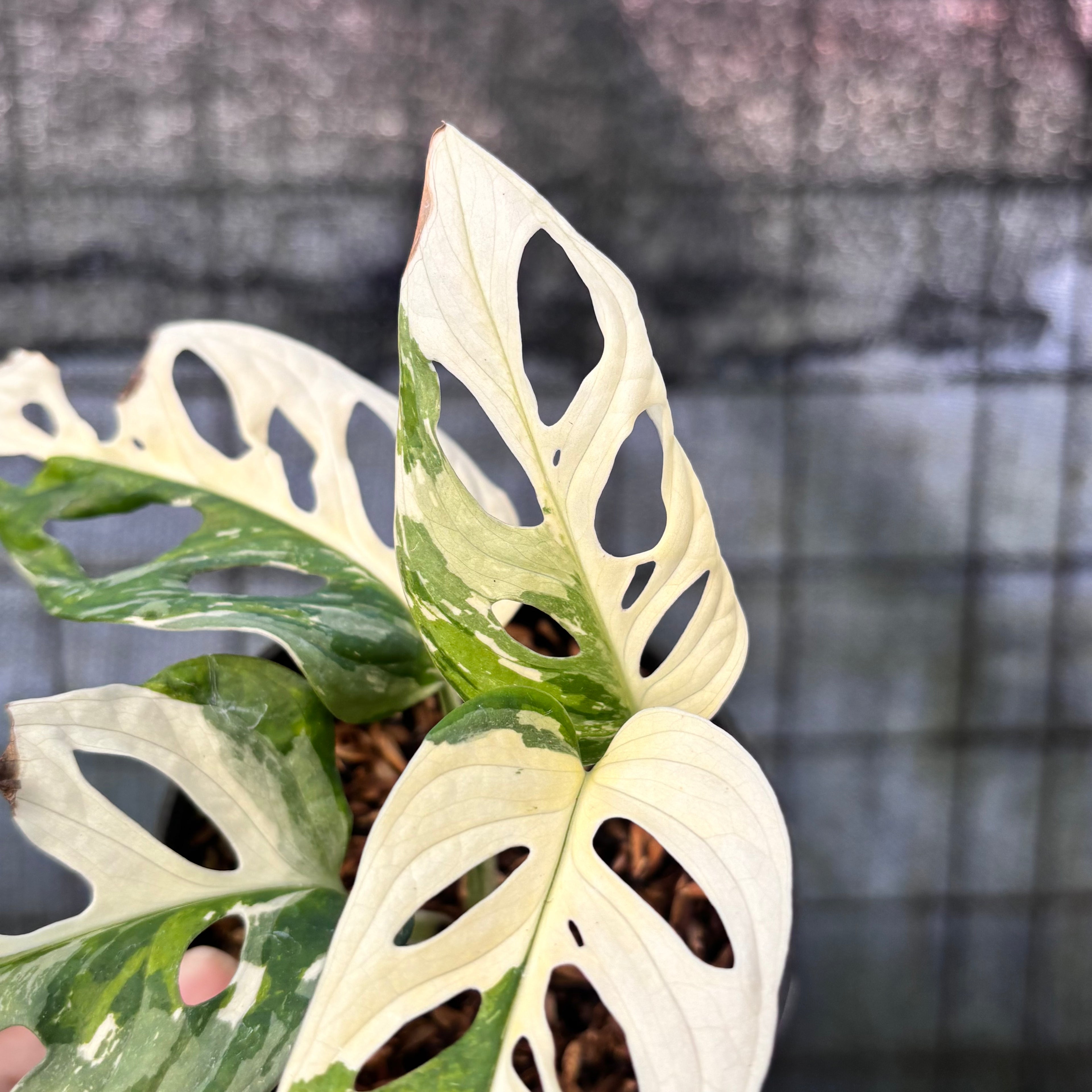 RP26-6 Monstera Adansoni Variegated
