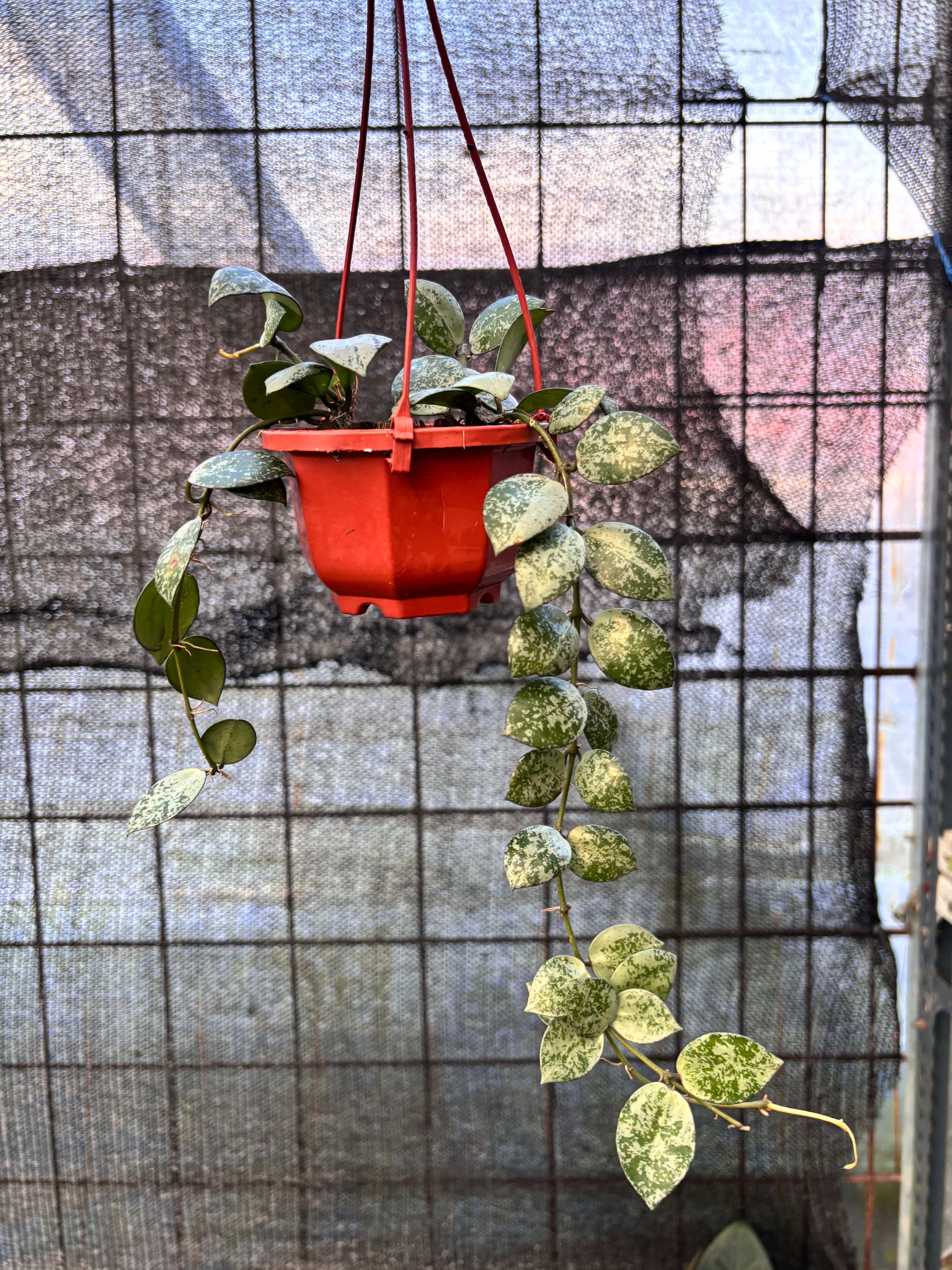 RP30-6 Hoya Lacunosa Silver Lime