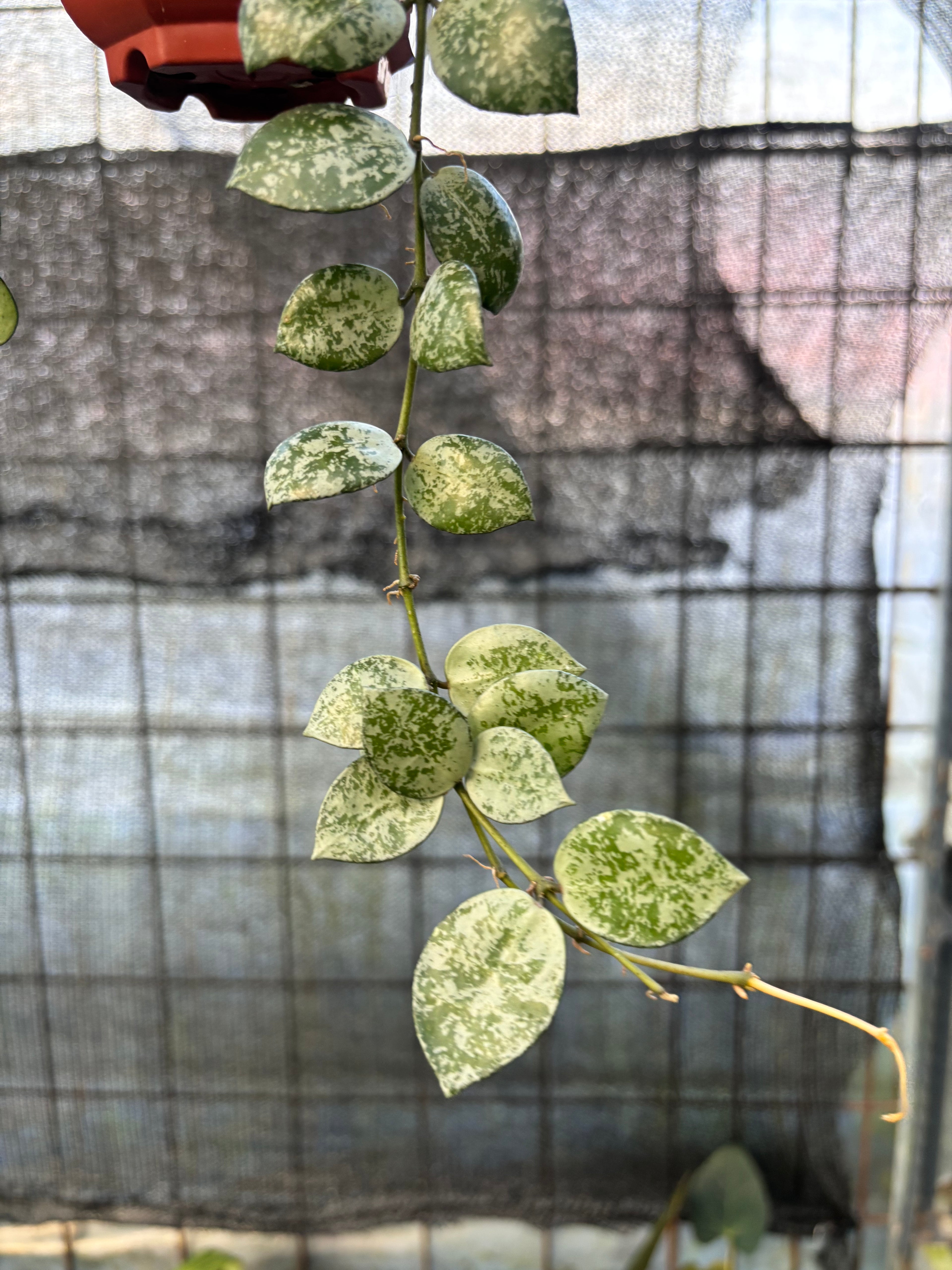 RP30-6 Hoya Lacunosa Silver Lime