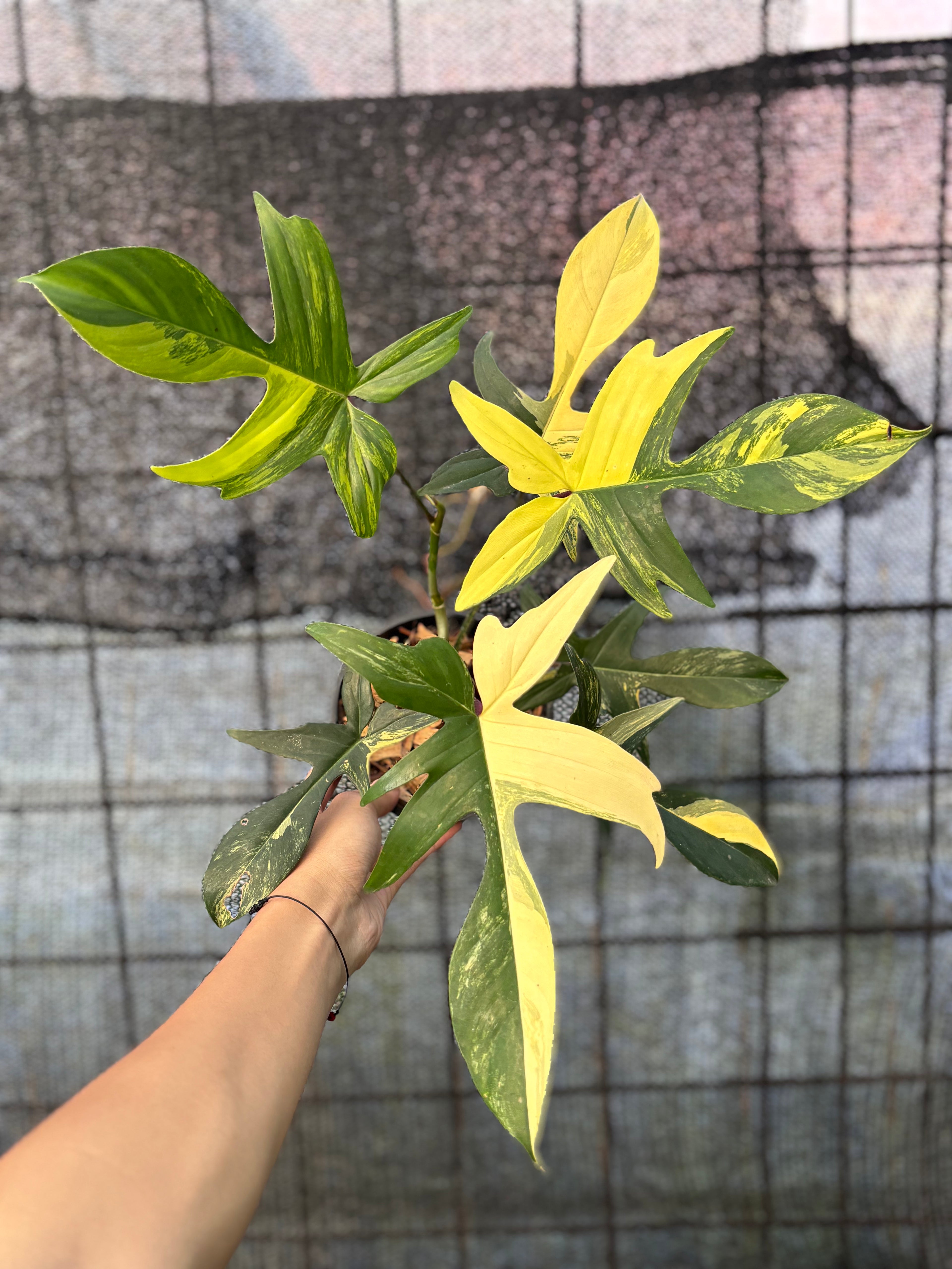 RP31-6 Philodendron Florida Beauty Mature Size
