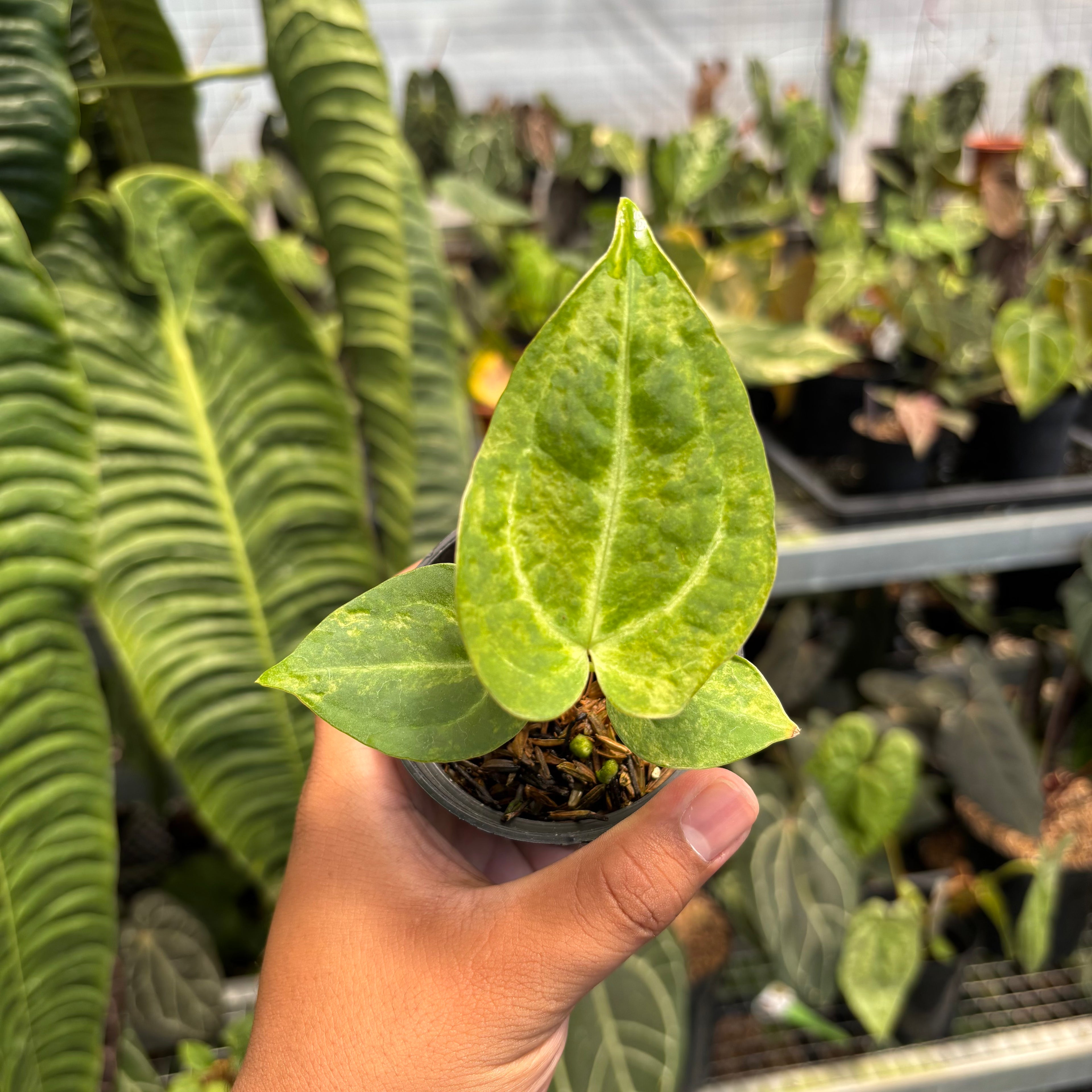 Anthurium Papi Pink x Crystal Dark Form