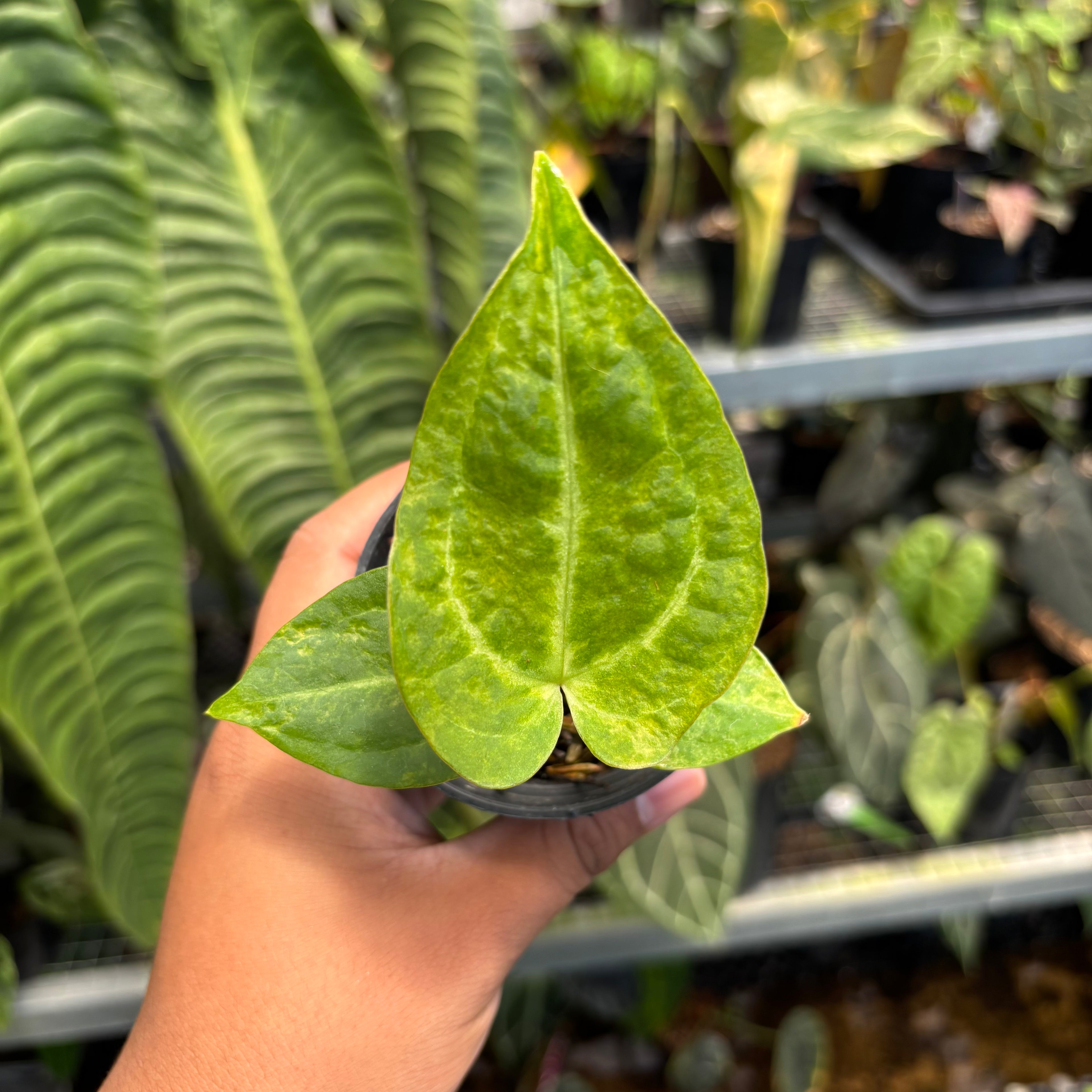 Anthurium Papi Pink x Crystal Dark Form