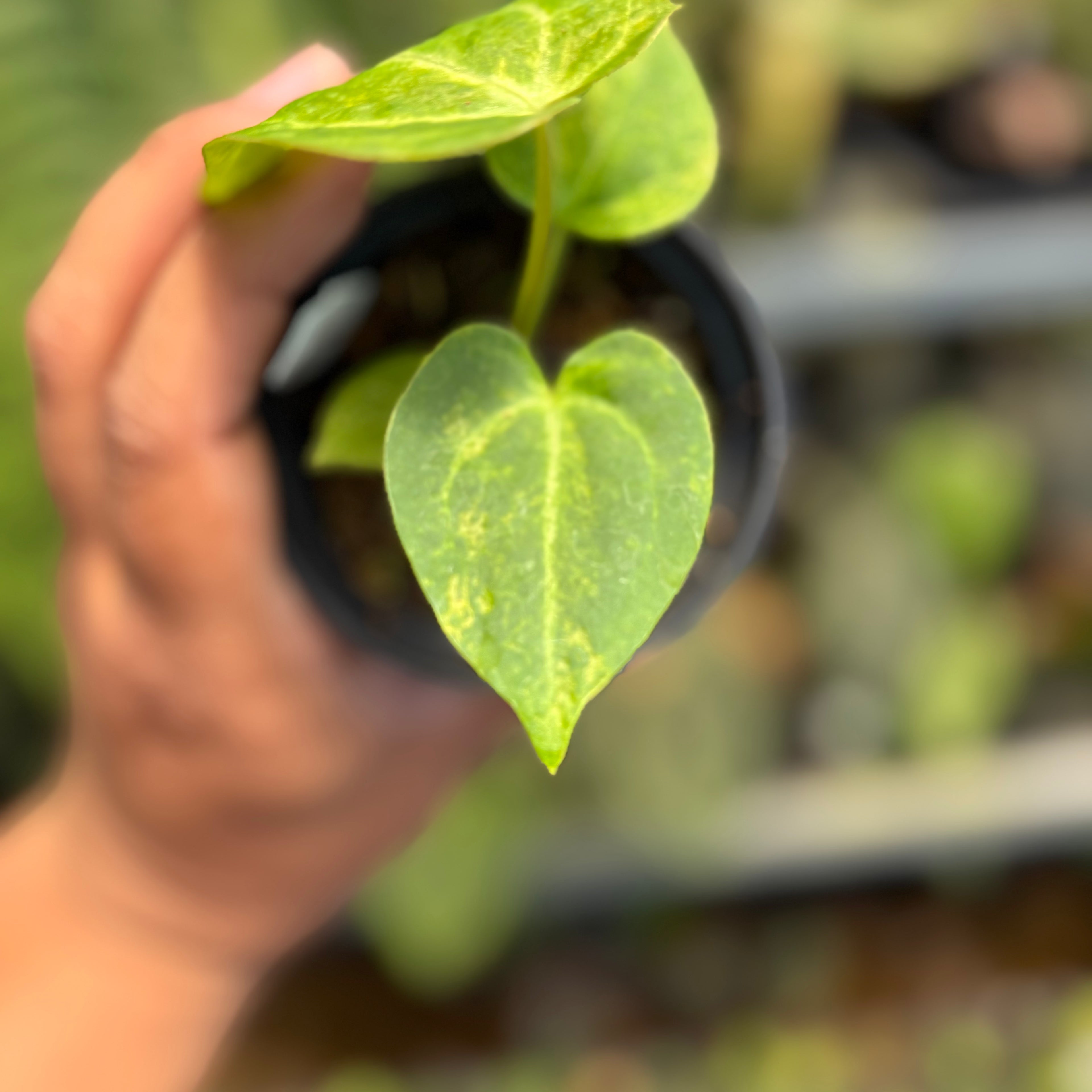 Anthurium Papi Pink x Crystal Dark Form