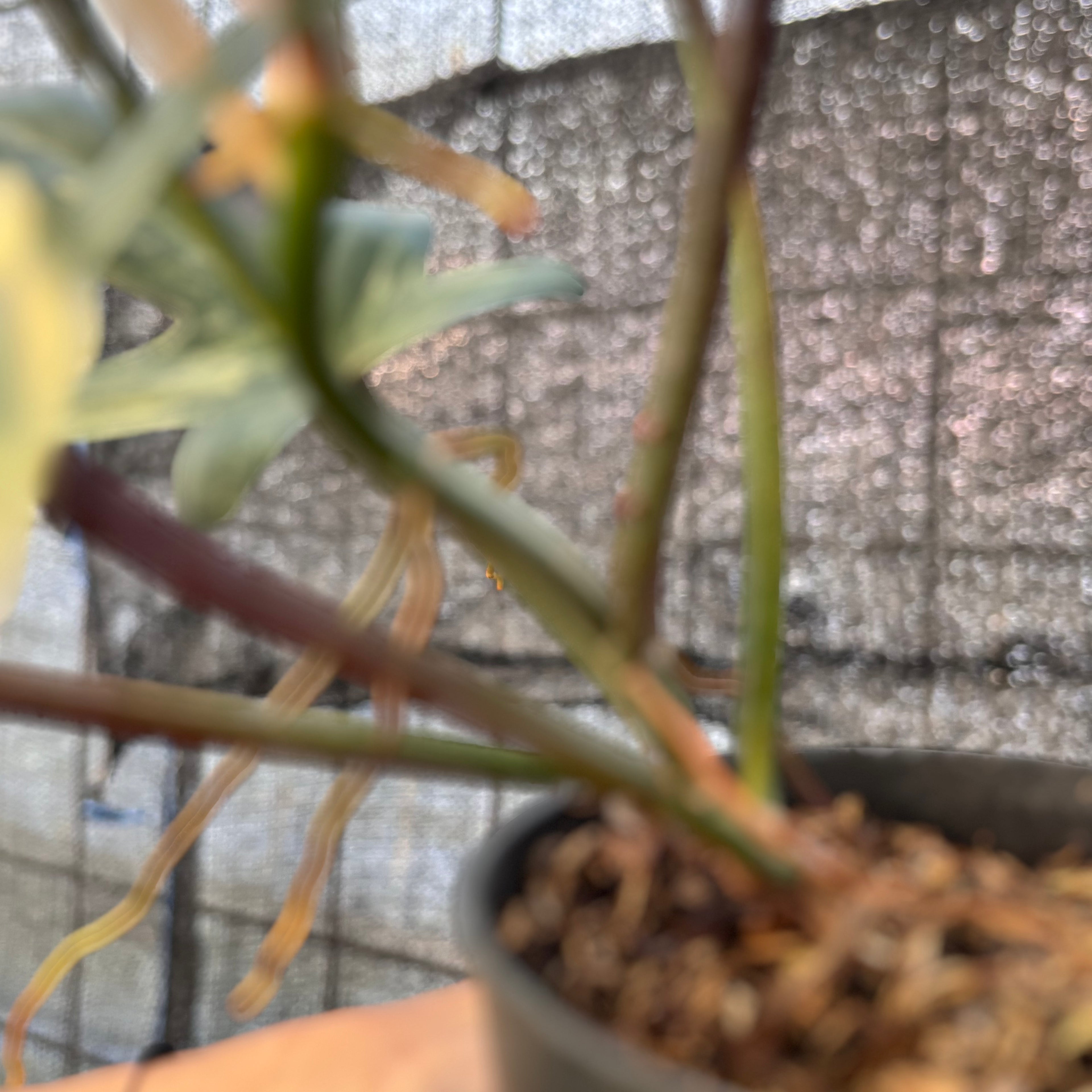 RP32-6 Philodendron Florida Beauty Mature Size