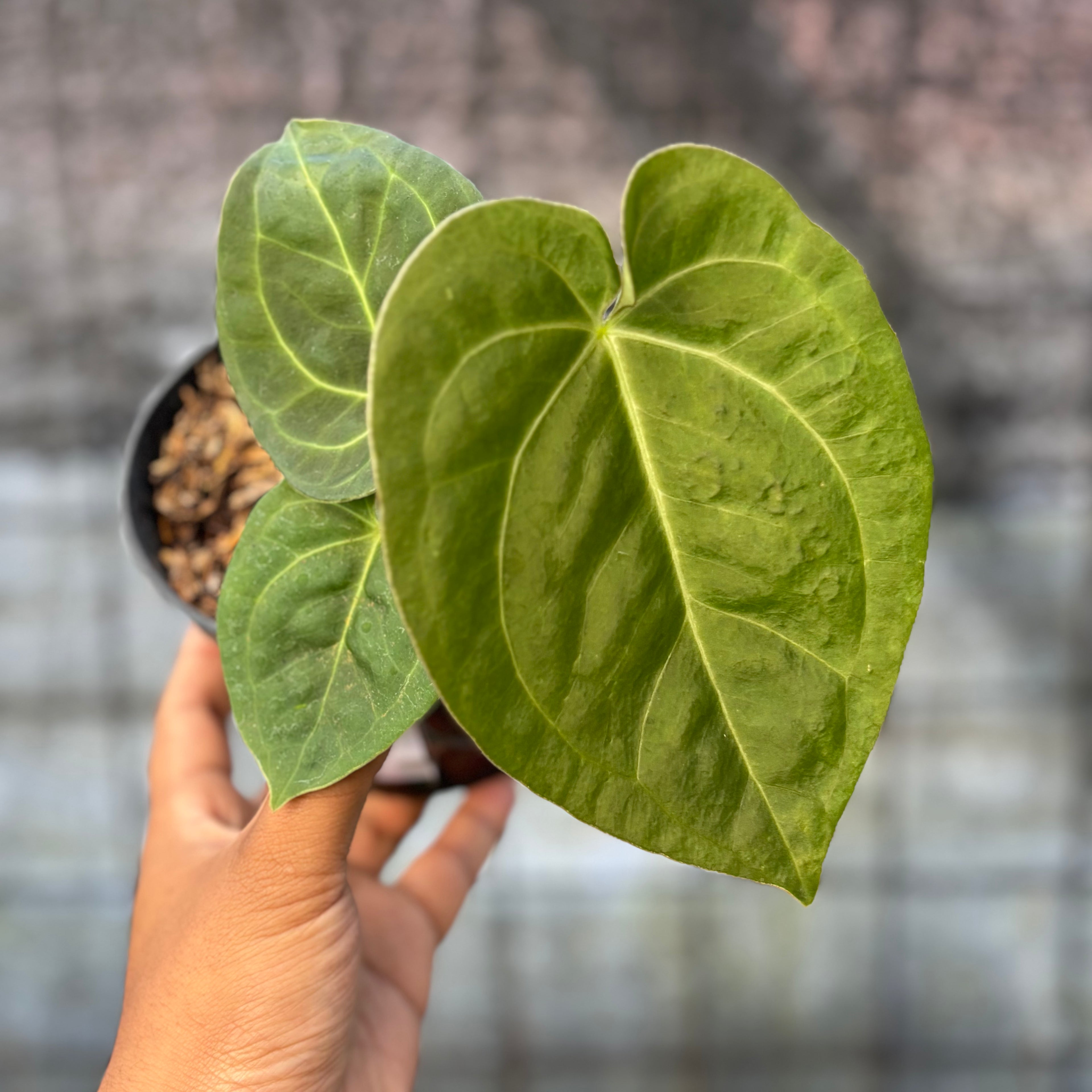 RP33-6 Anthurium Luxurian Indo Type