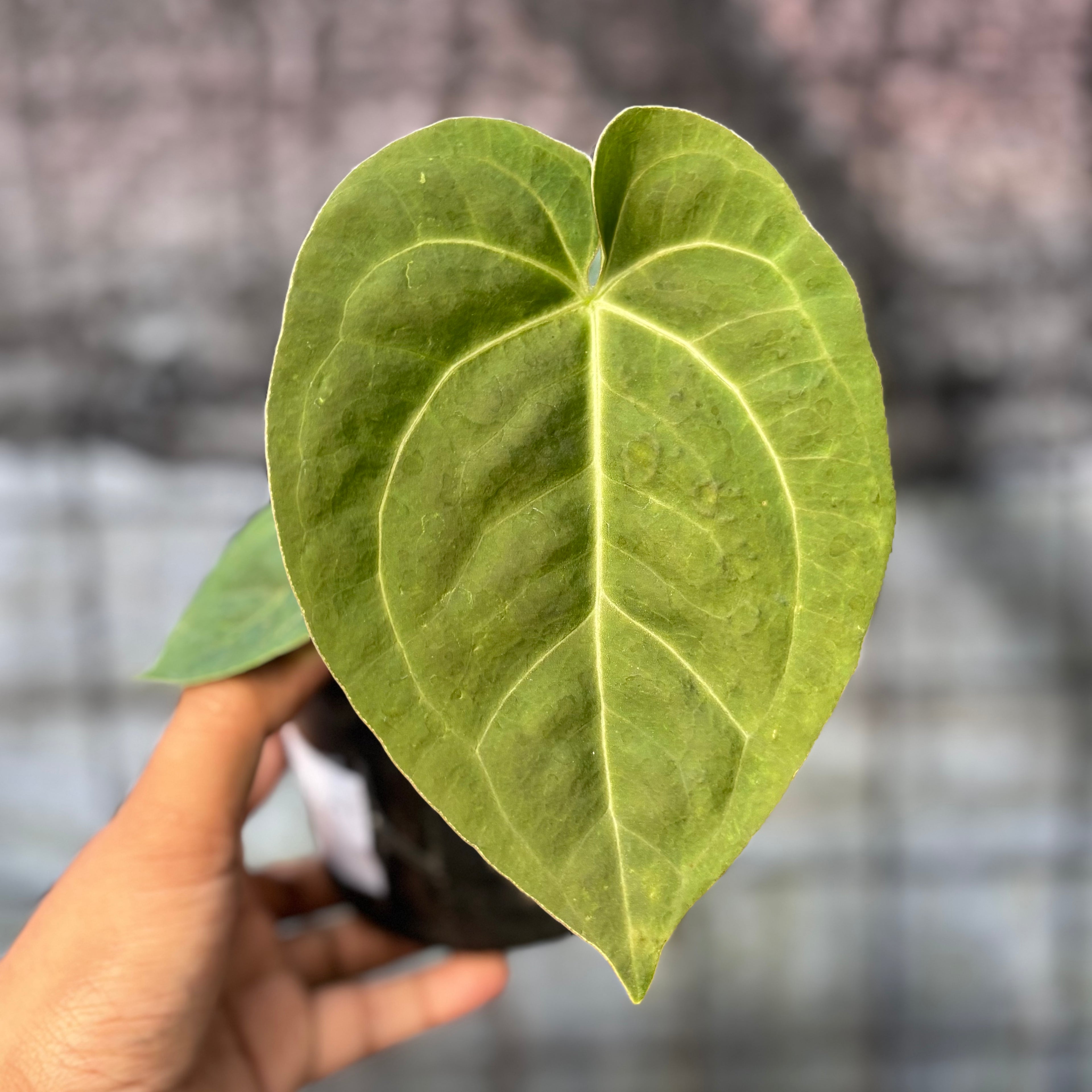 RP33-6 Anthurium Luxurian Indo Type