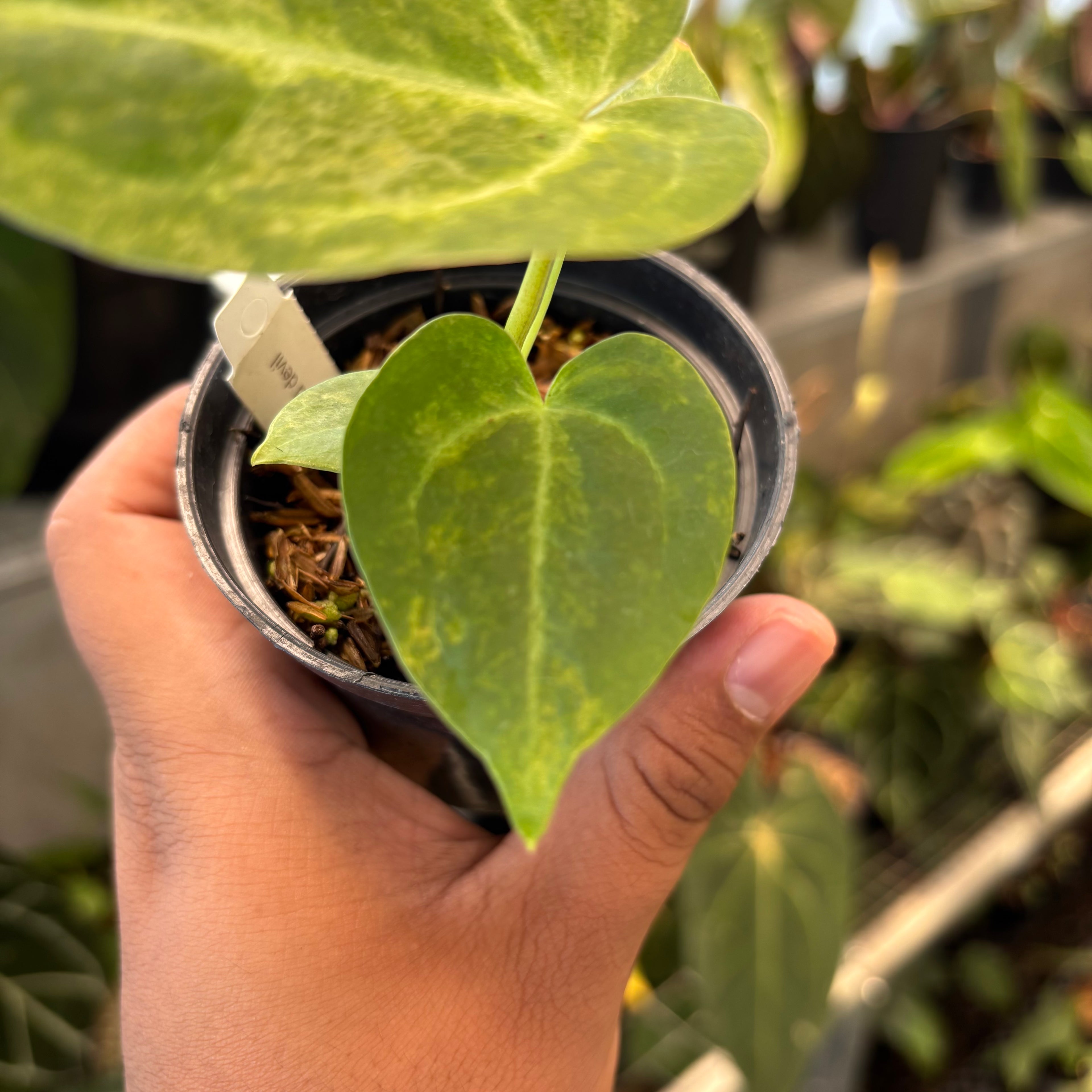 Anthurium Papi Pink x Crystal Dark Form