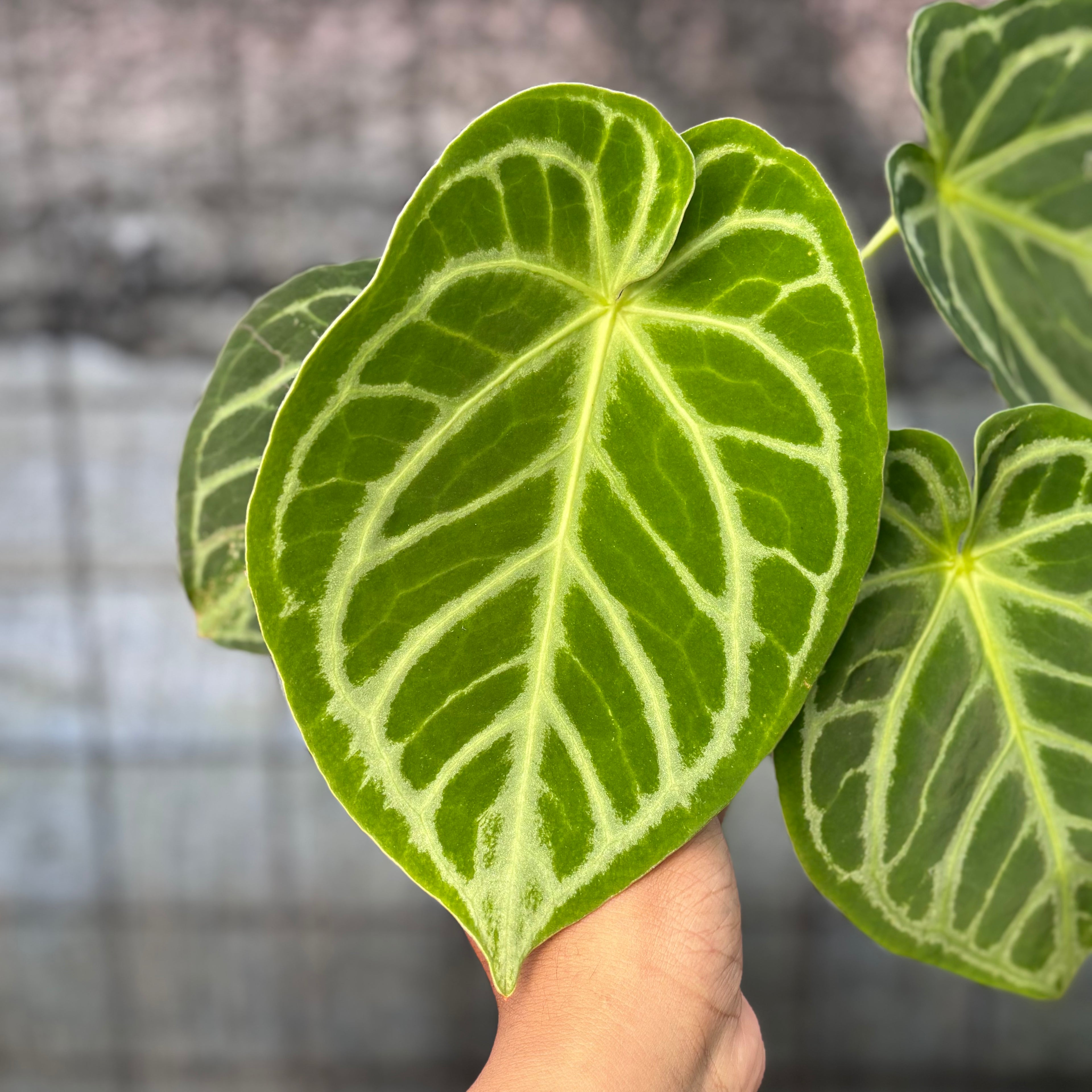RP34-6 Anthurium Crystallinum Hybrid