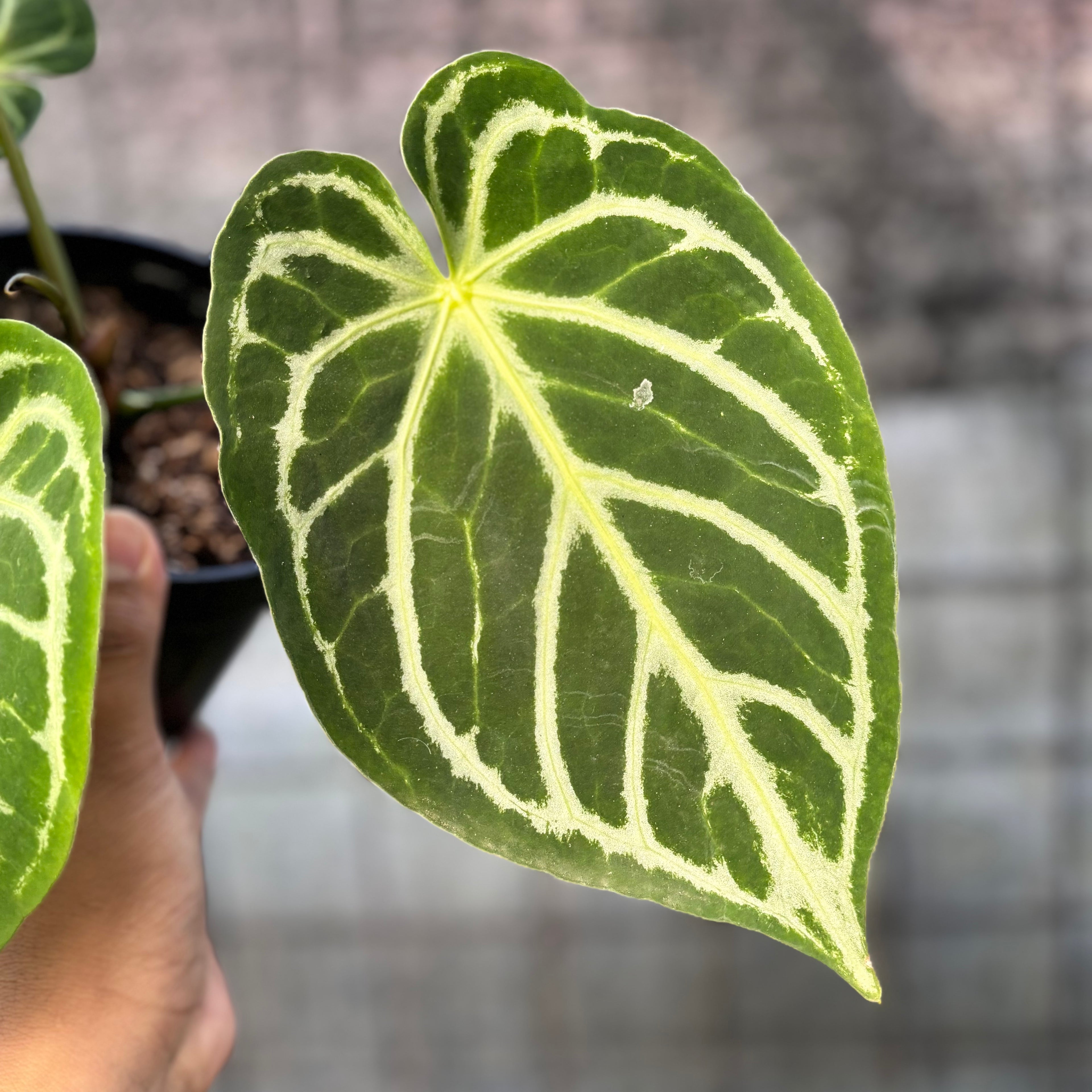 RP34-6 Anthurium Crystallinum Hybrid