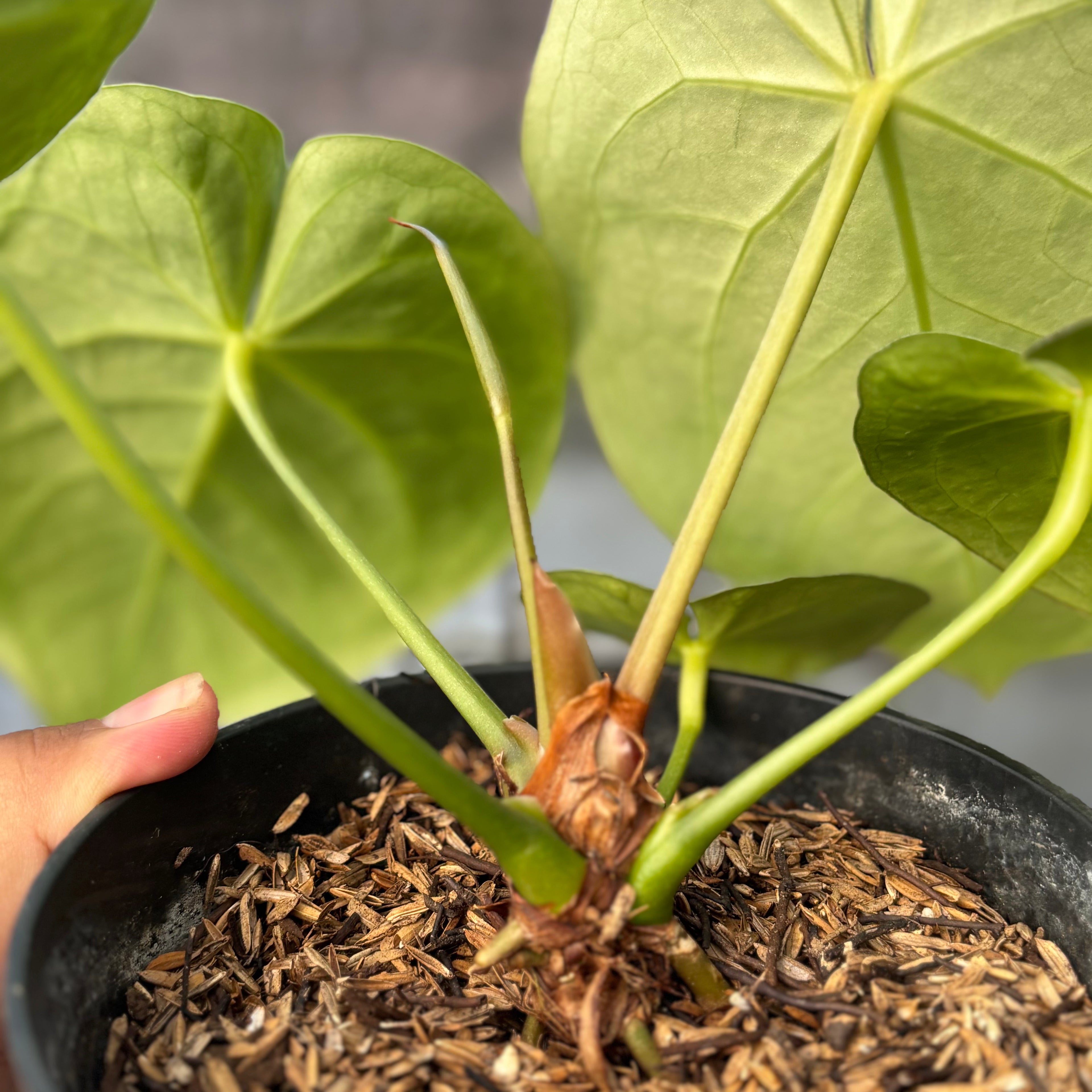 RP34-6 Anthurium Crystallinum Hybrid