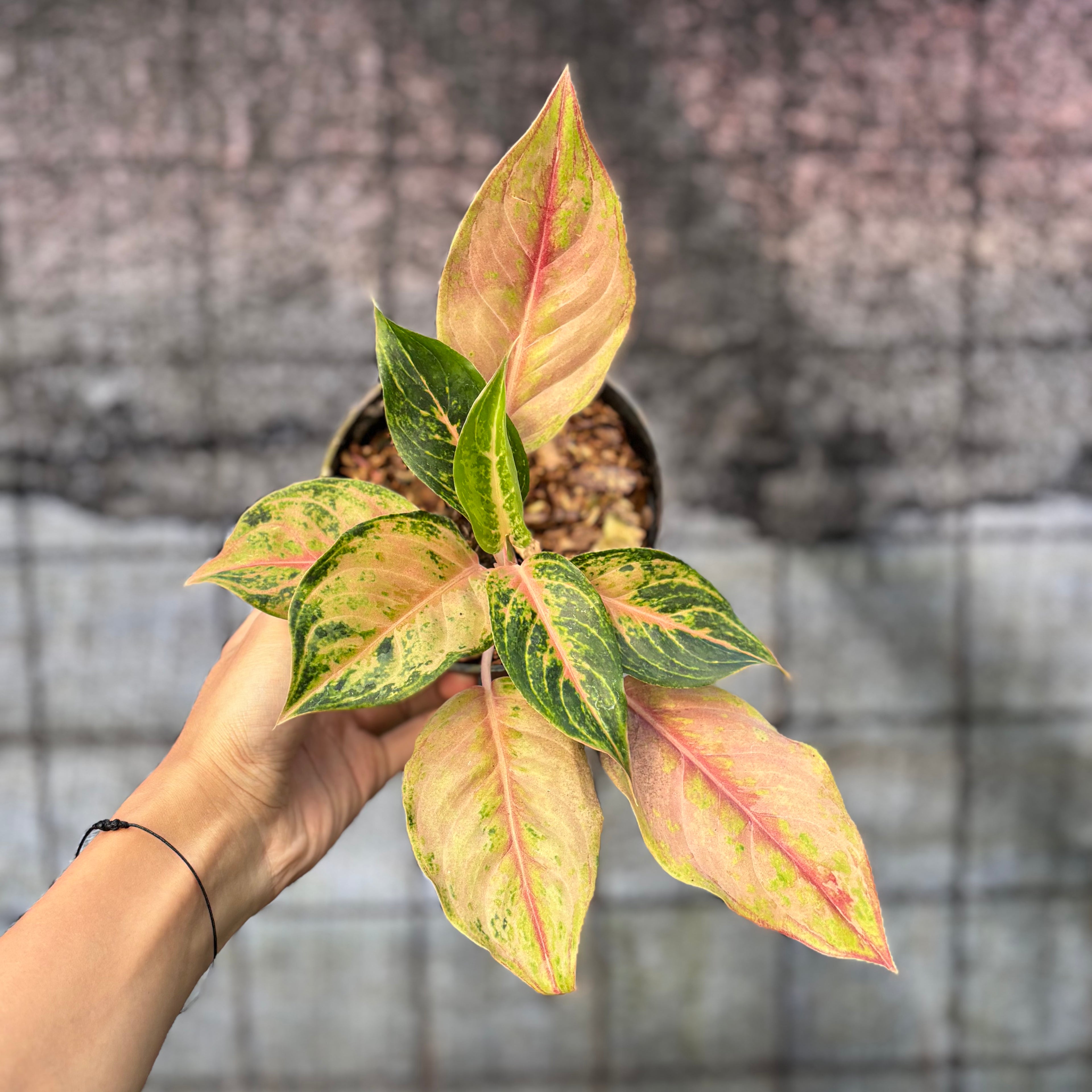 RP35-6 Aglaonema Light Of Diamond