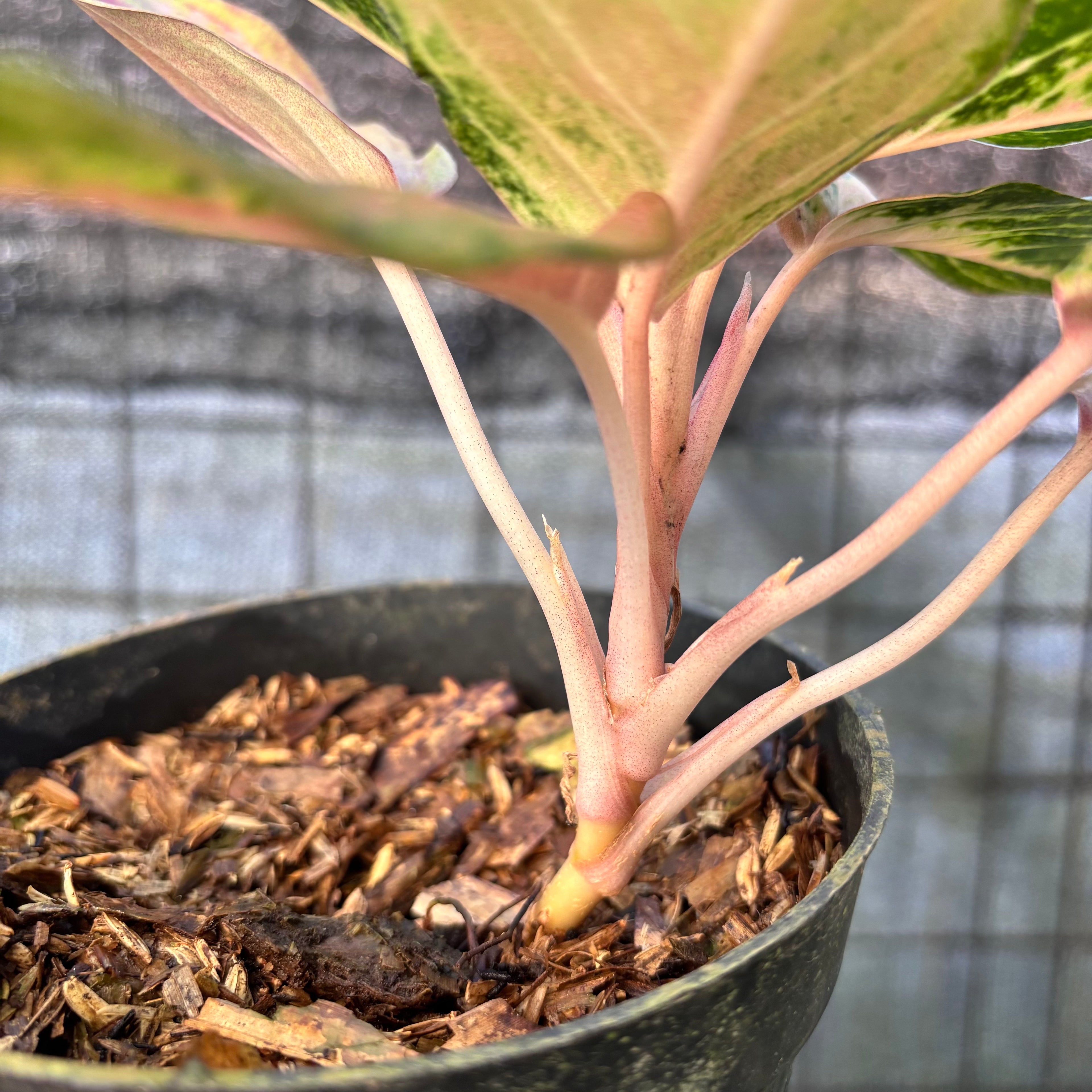 RP35-6 Aglaonema Light Of Diamond