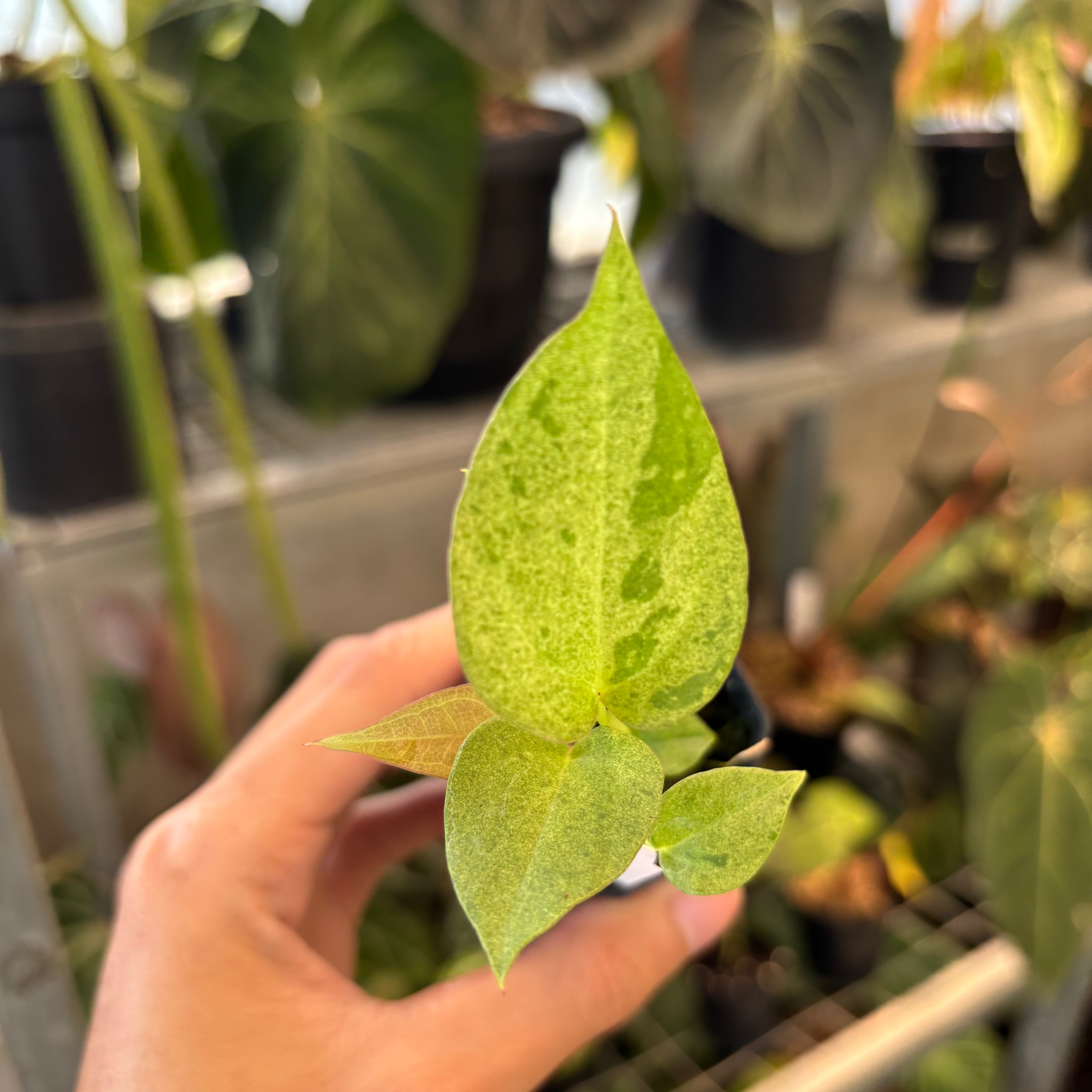 Anthurium Dark Handsome x RVDP