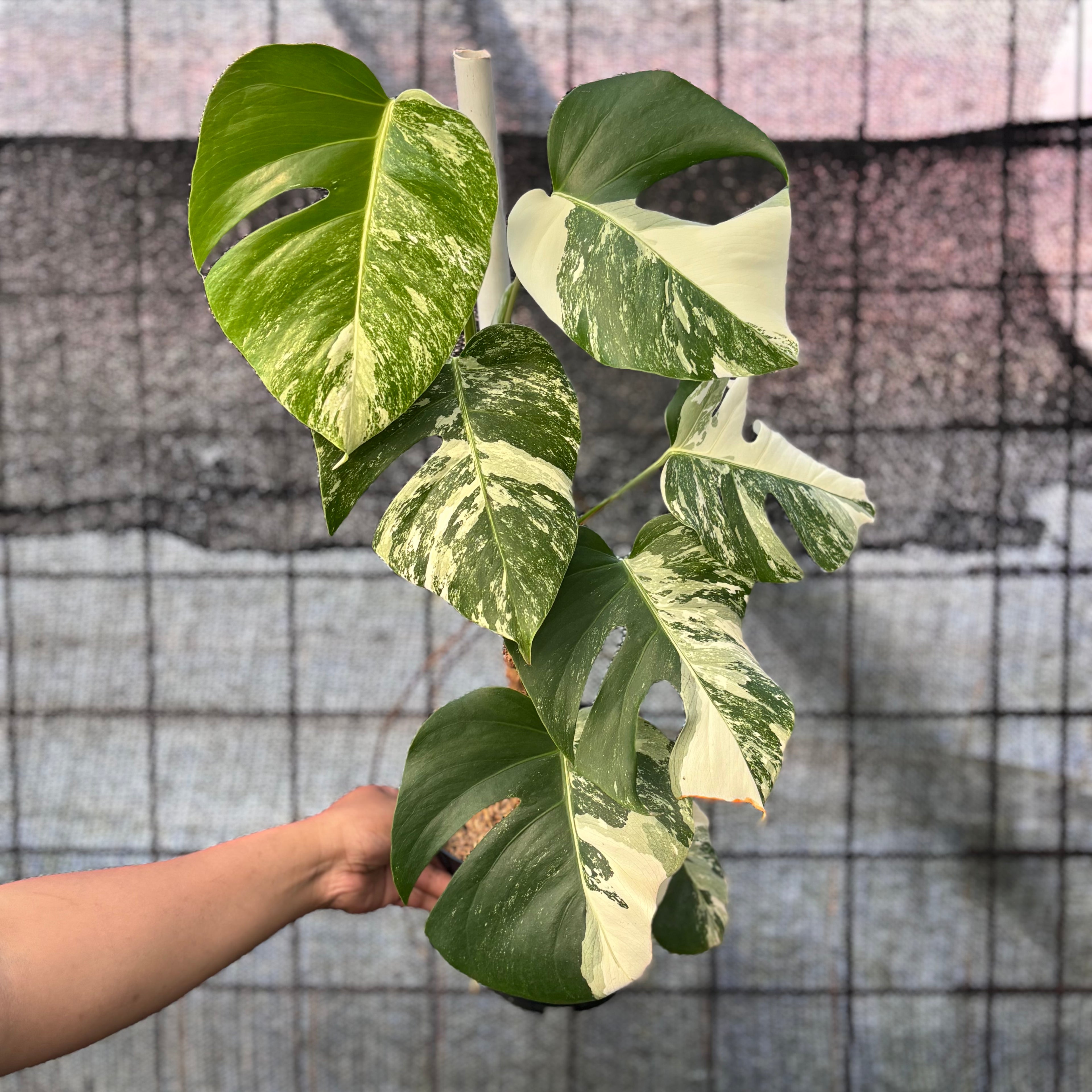RP37-6 Monstera Albo variegated Lush