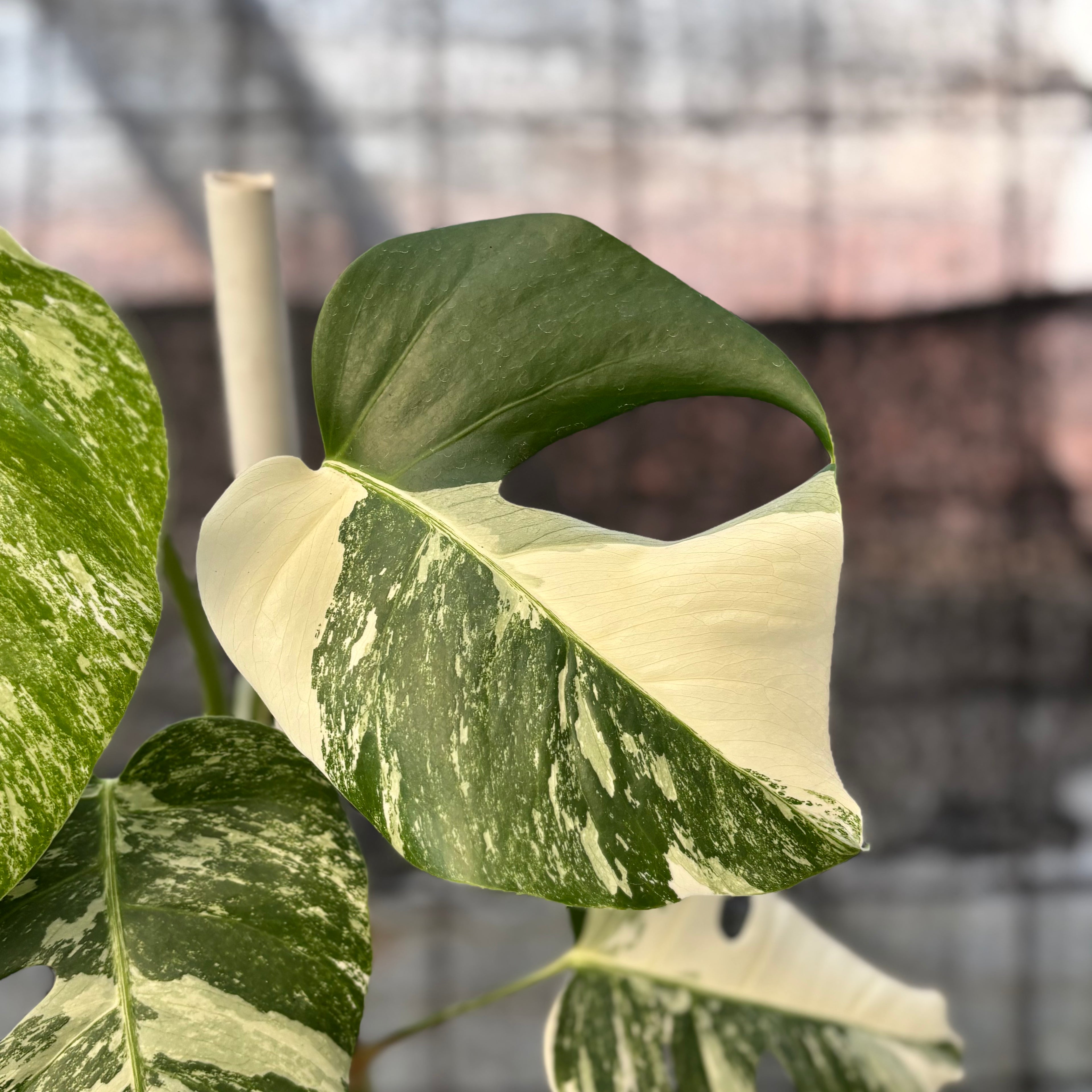 RP37-6 Monstera Albo variegated Lush