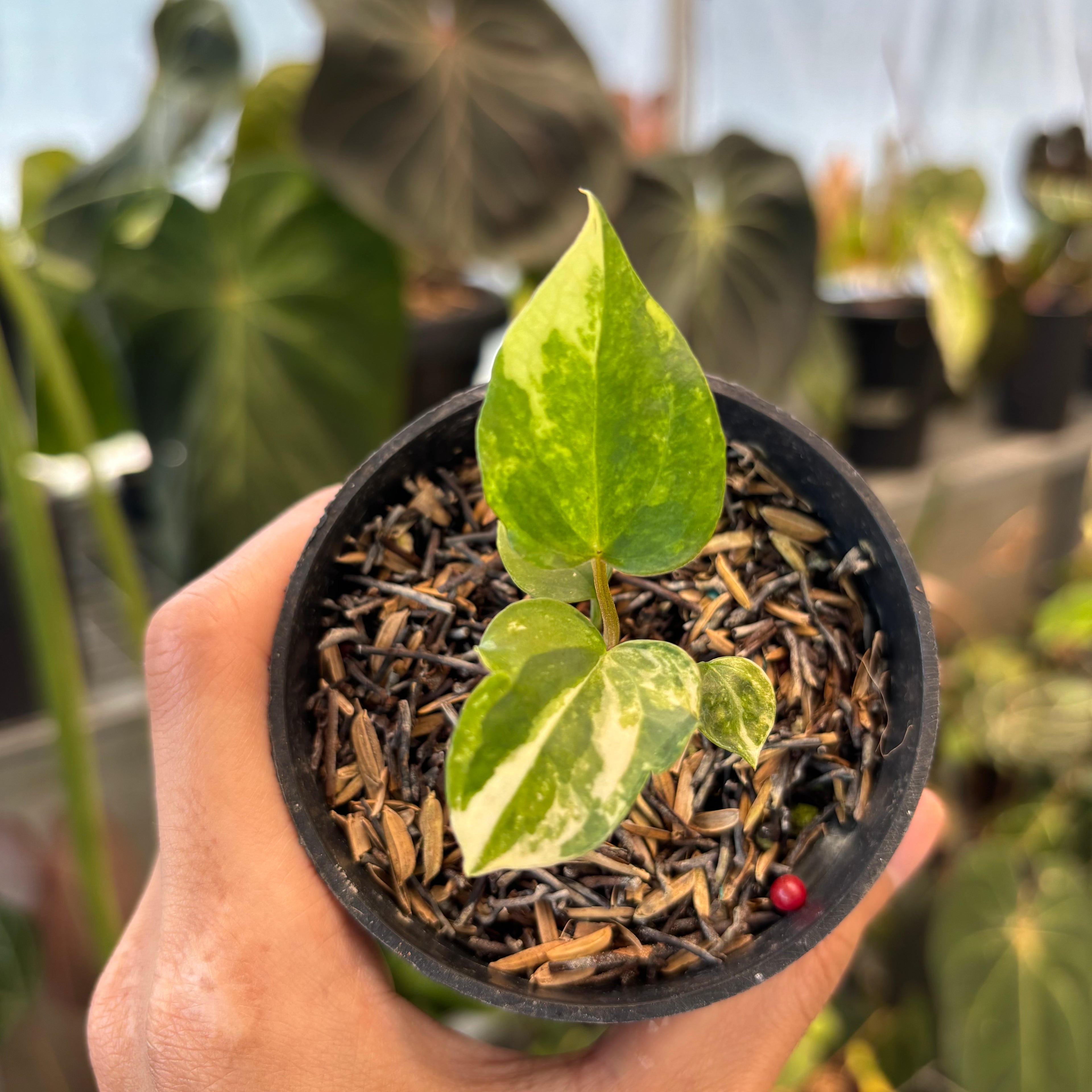 Anthurium Papillilaminum Pink x Twilight Armor