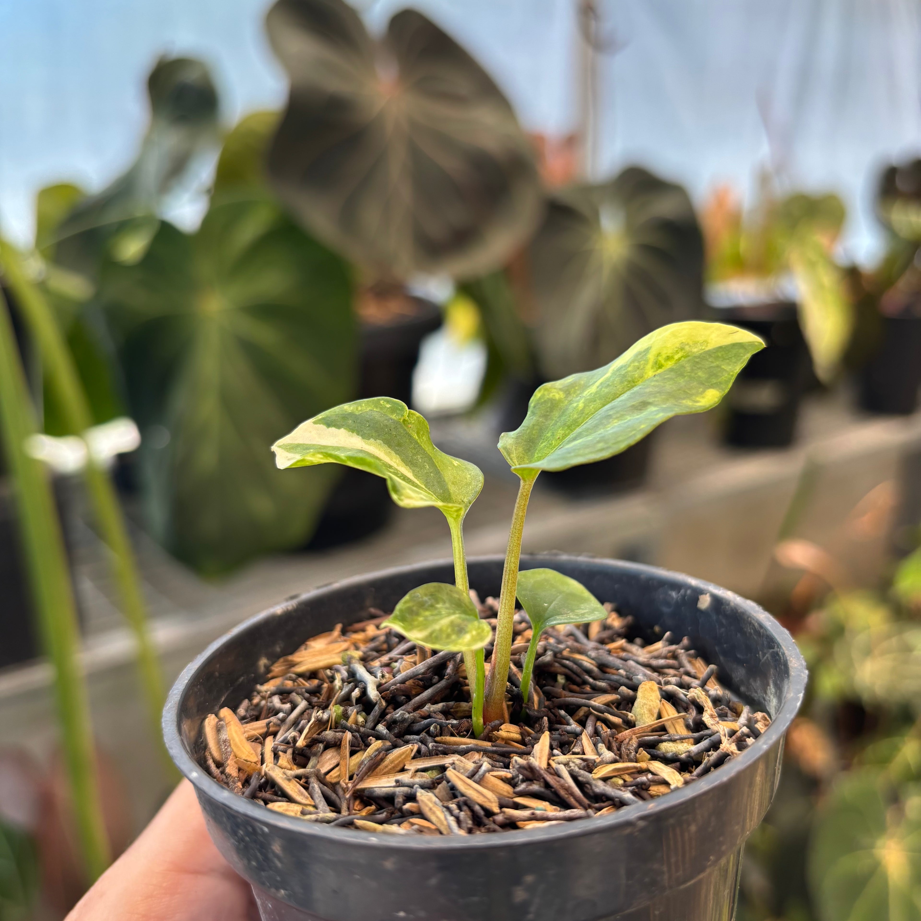 Anthurium Papillilaminum Pink x Twilight Armor