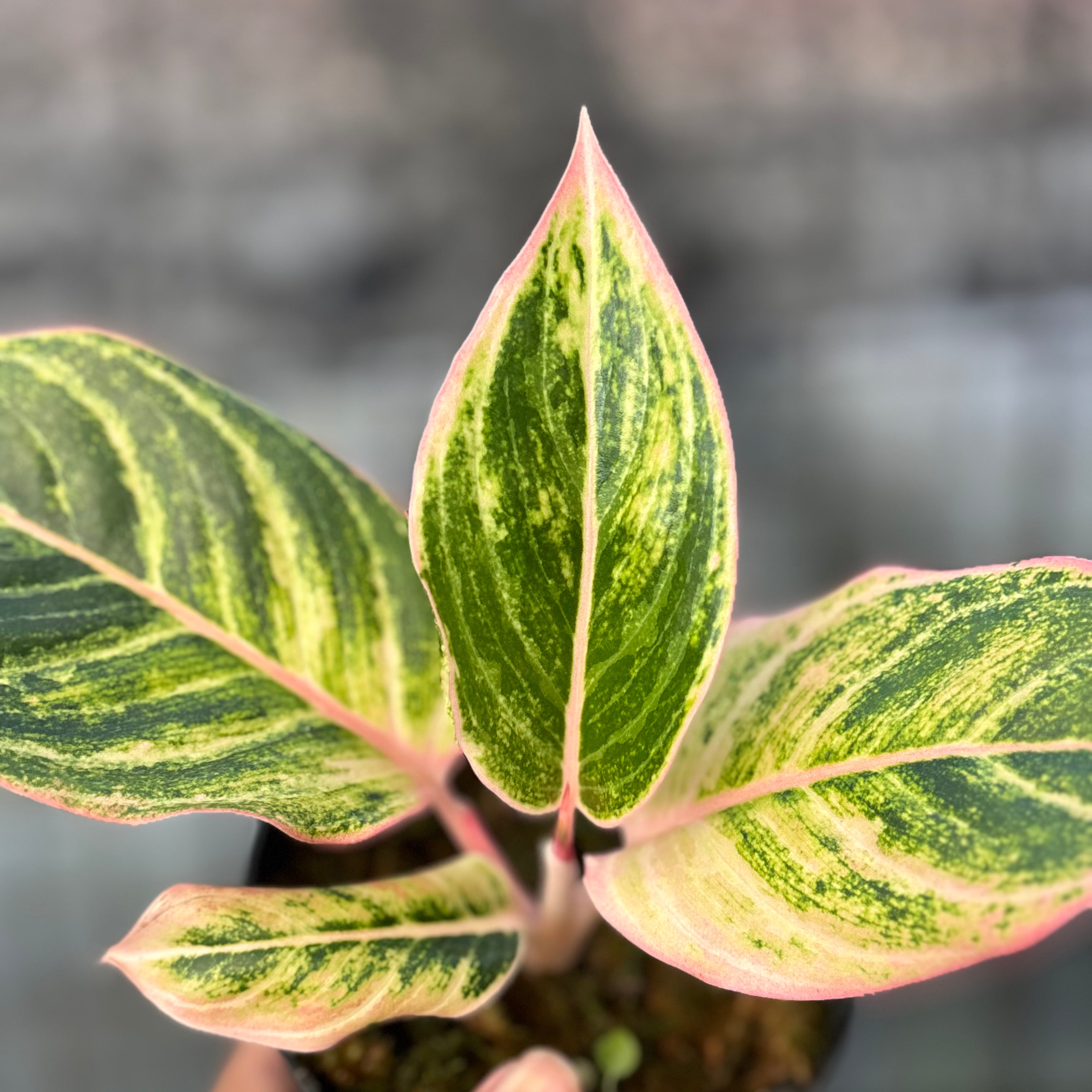 RP38-6 Aglaonema Dejavu