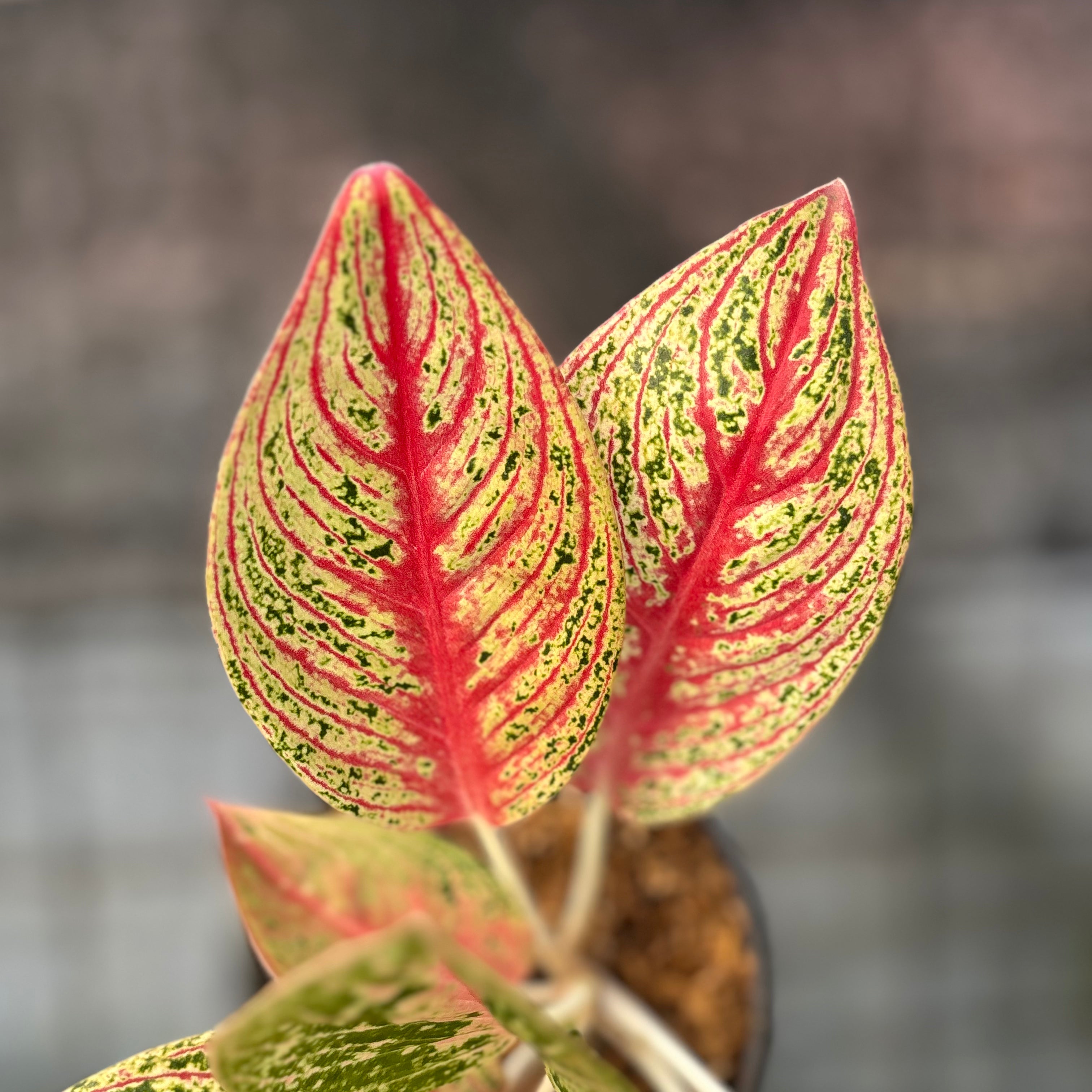RP39-6 Aglaonema Red Legacy