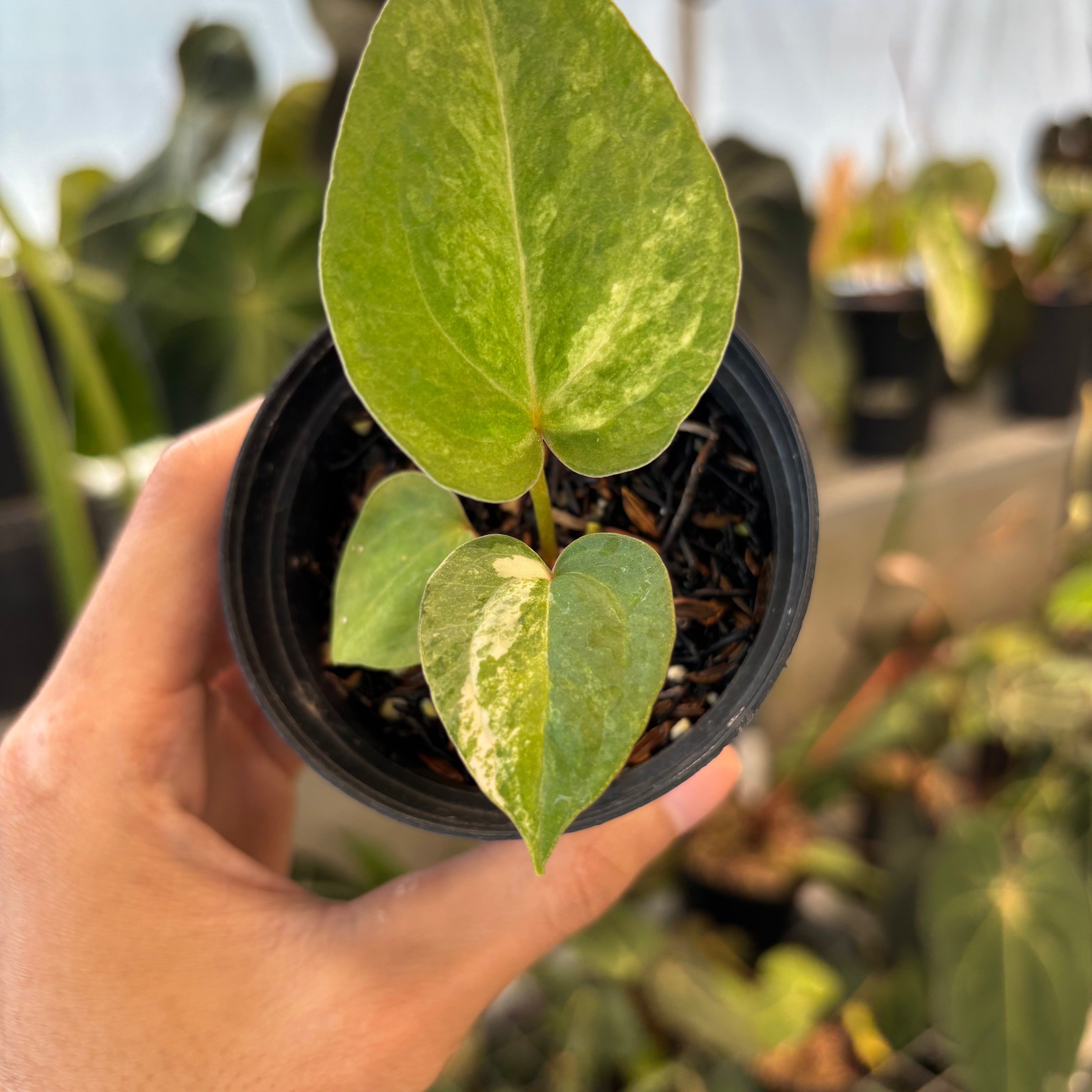 Anthurium Black Venom x Twilight Armor