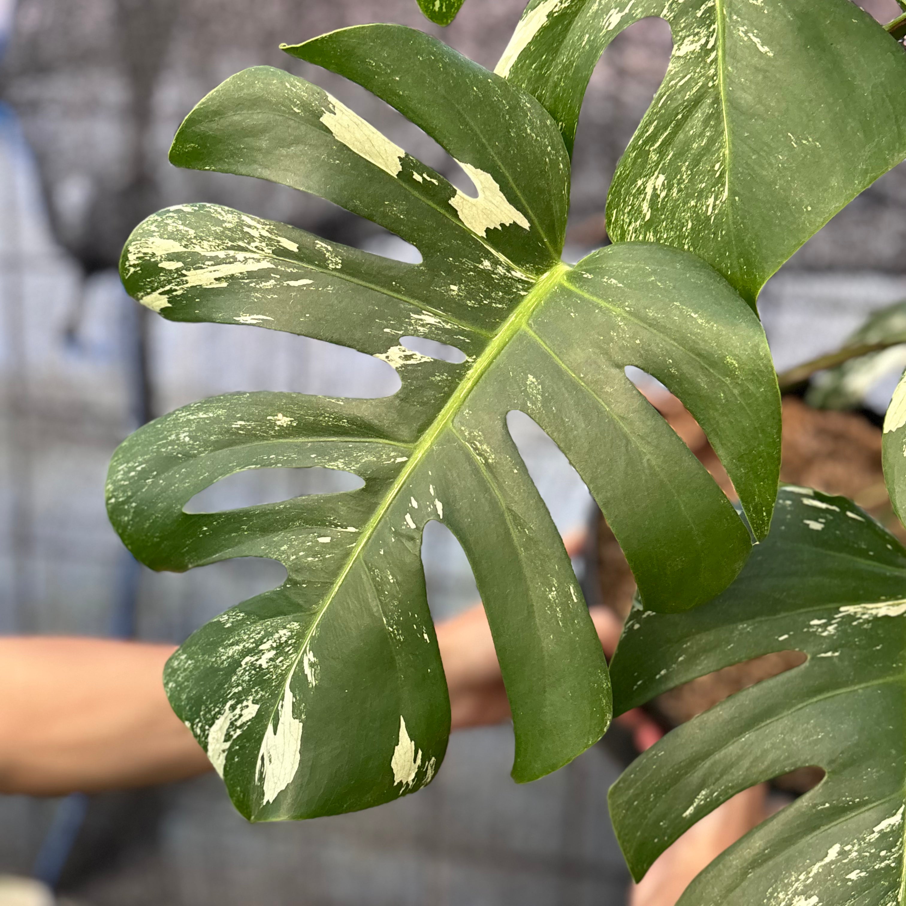 RP40-6 Monstera Albo variegated Lush