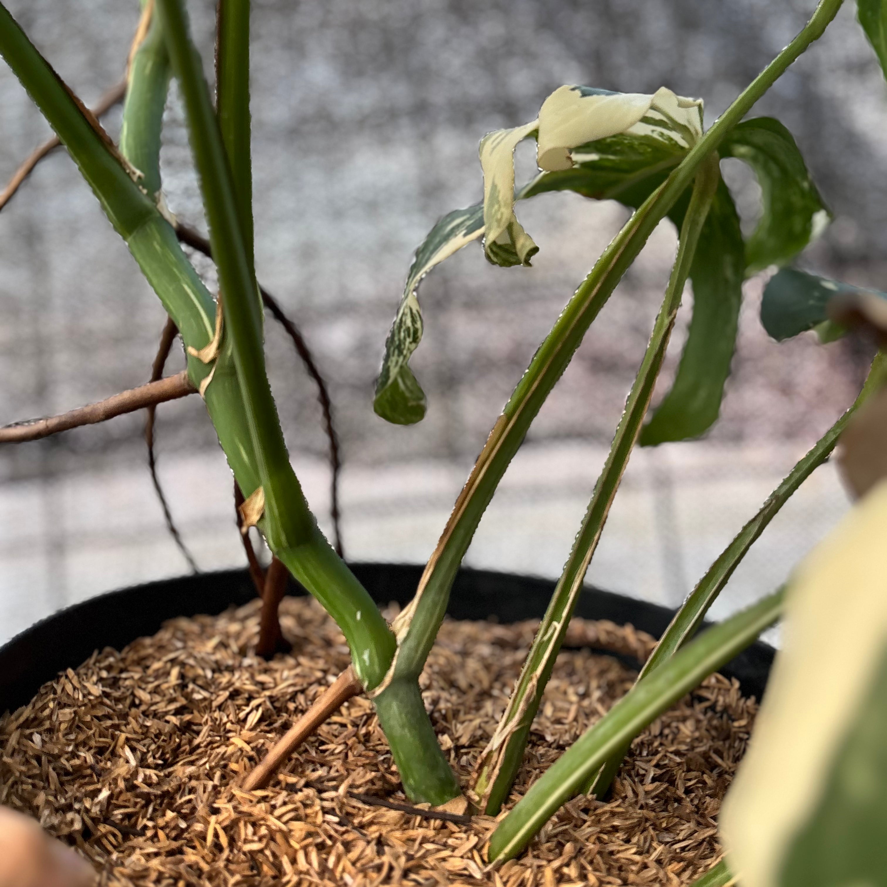 RP40-6 Monstera Albo variegated Lush