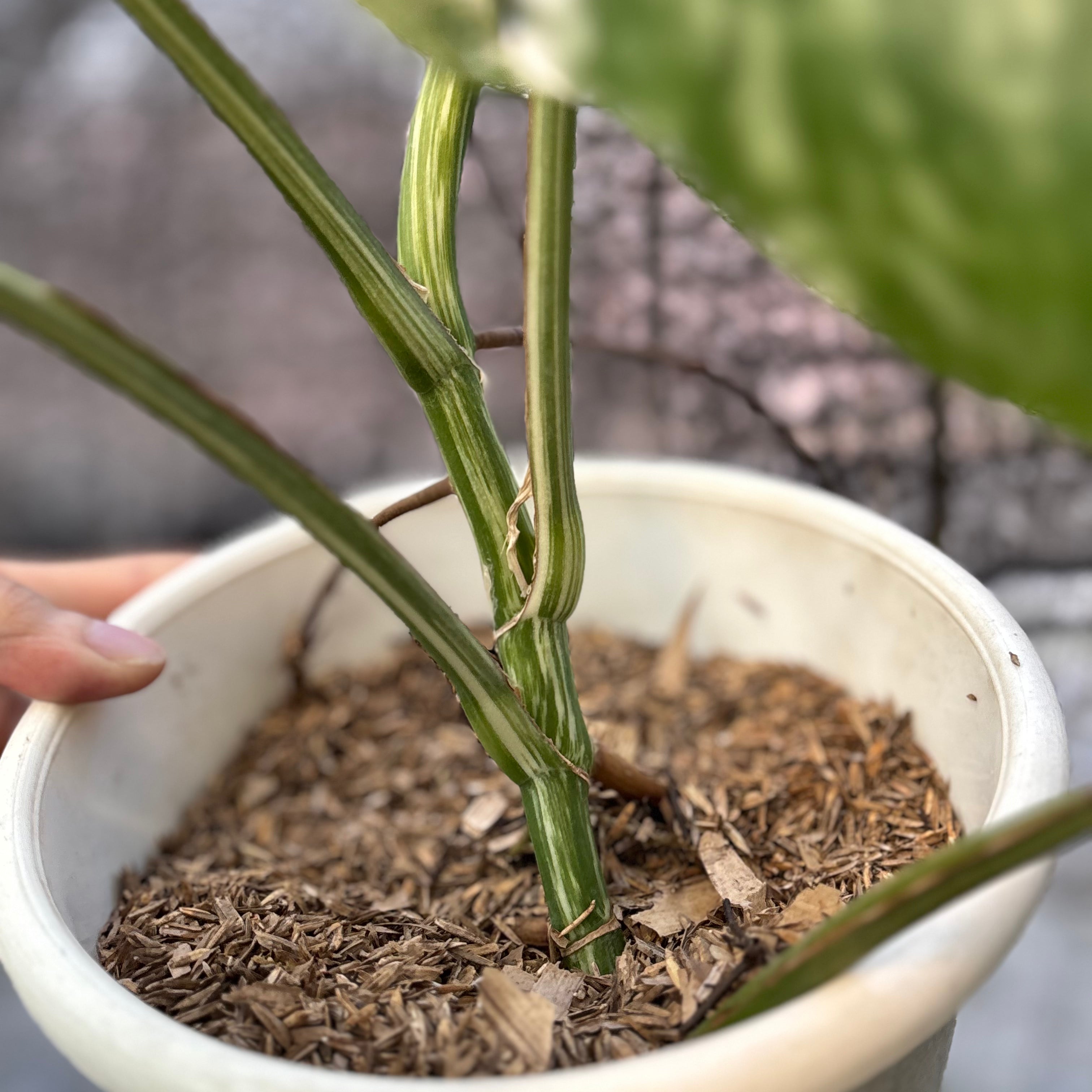 RP41-6 Monstera Albo variegated Lush