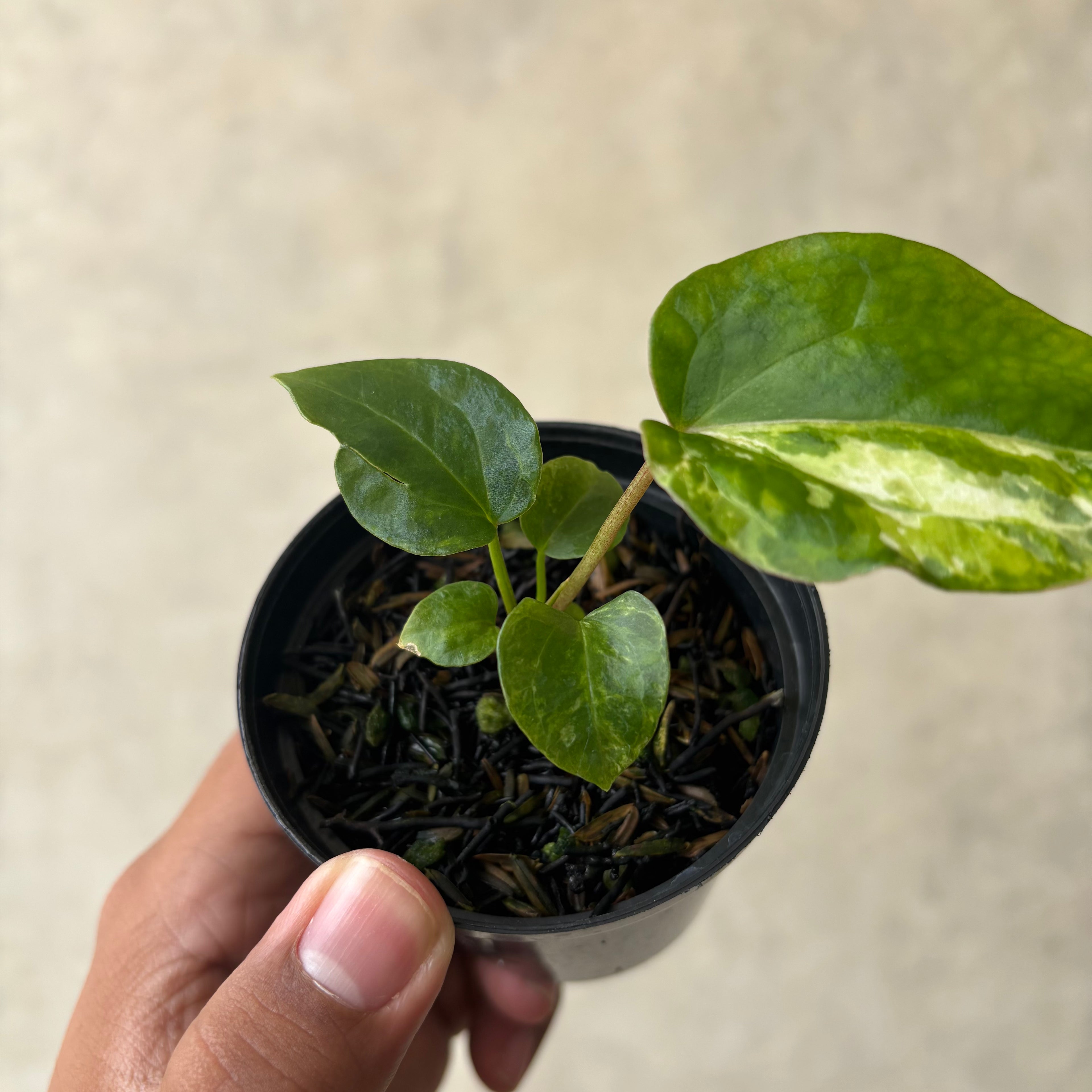 Anthurium Papillilaminum Pink x Luxurians