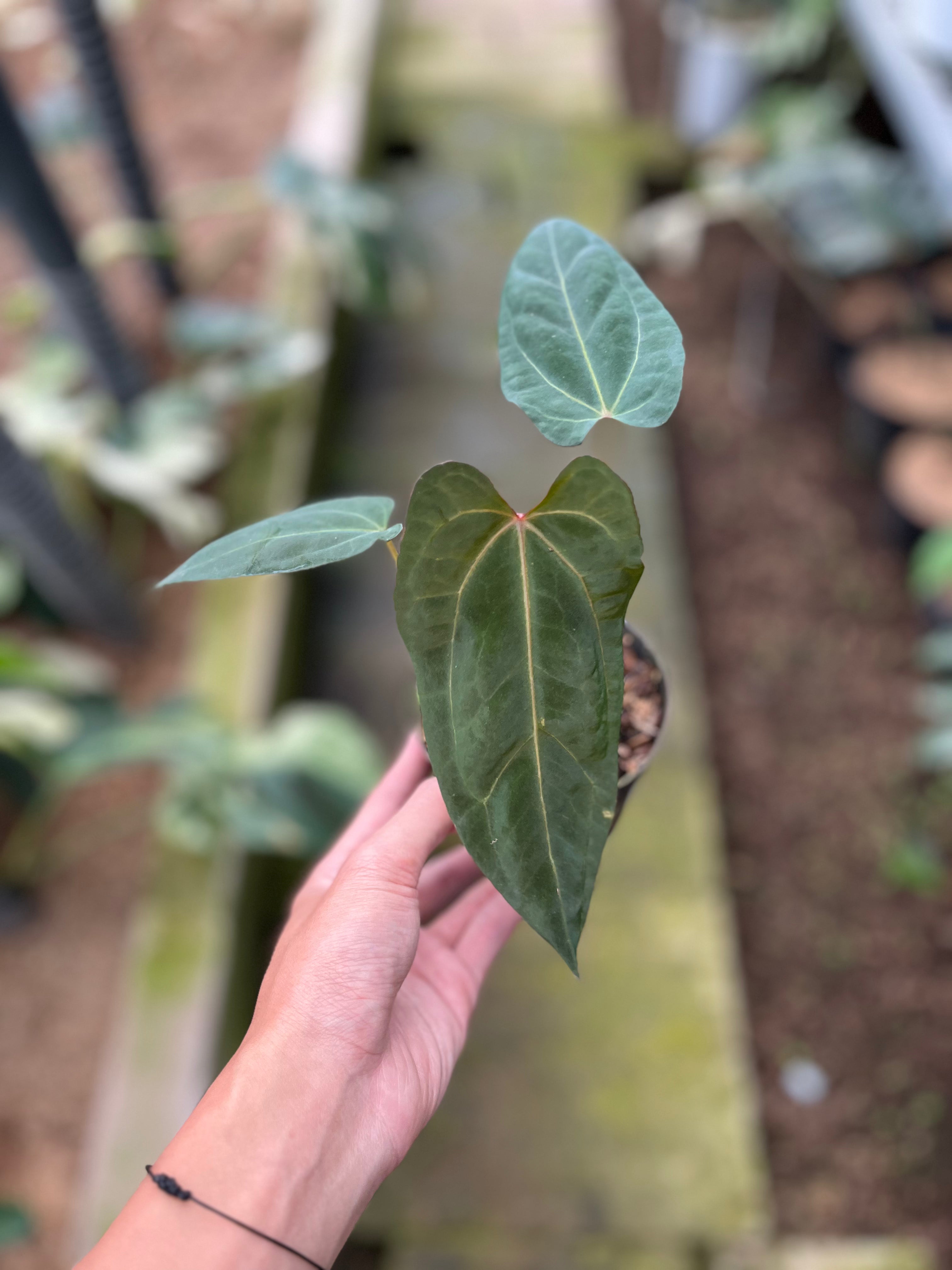 RP1-4 Anthurium Fortsherman Seed