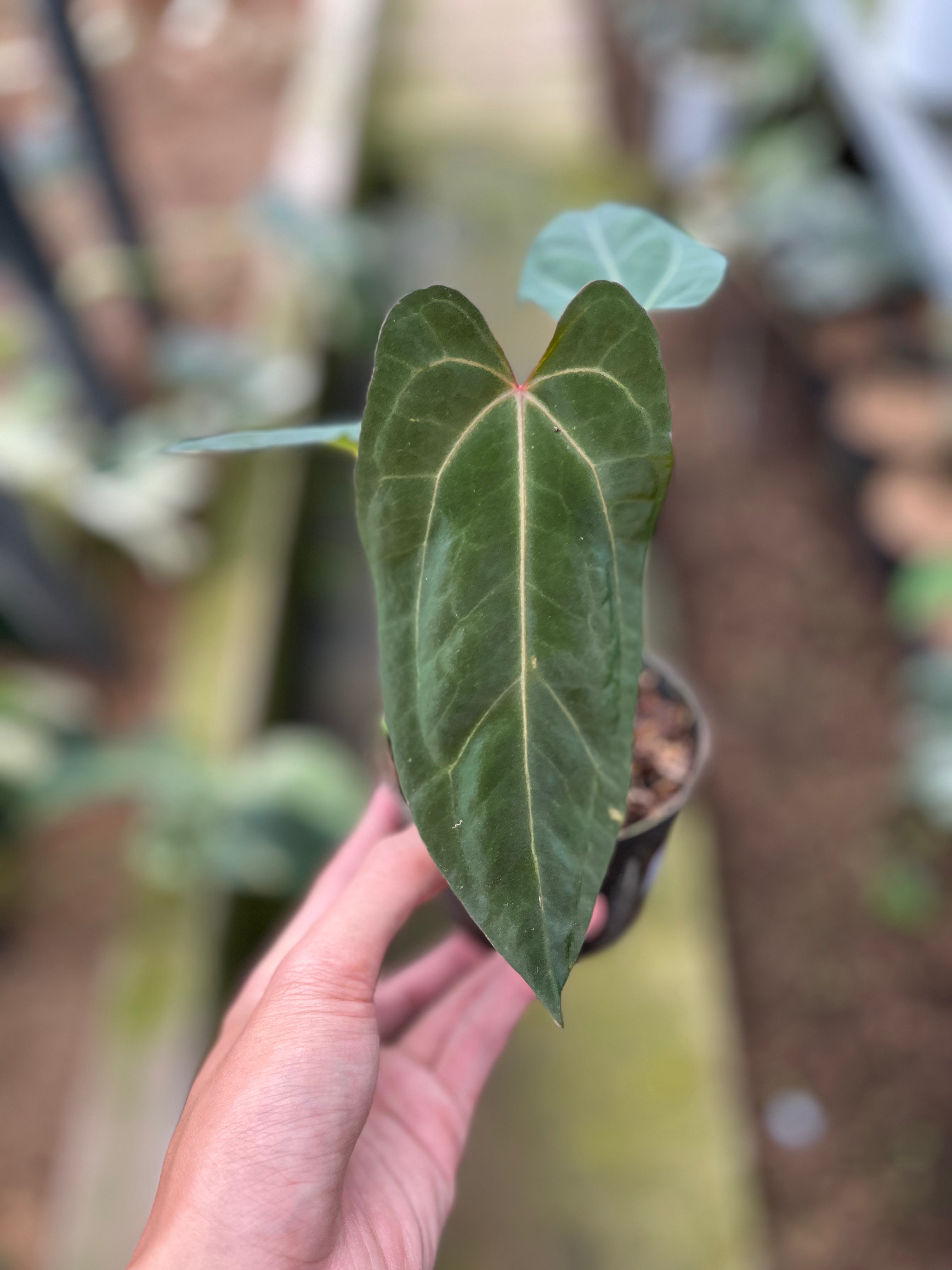 RP1-4 Anthurium Fortsherman Seed