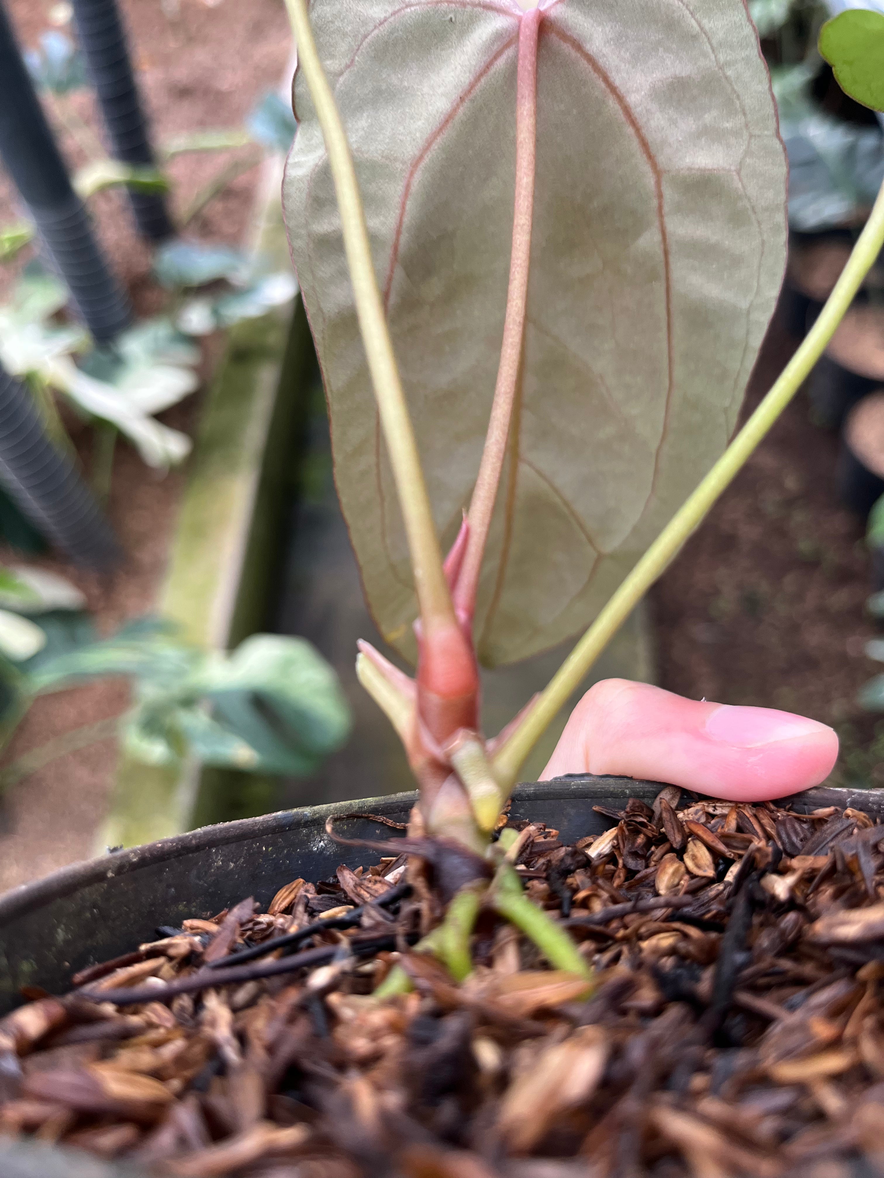RP1-4 Anthurium Fortsherman Seed