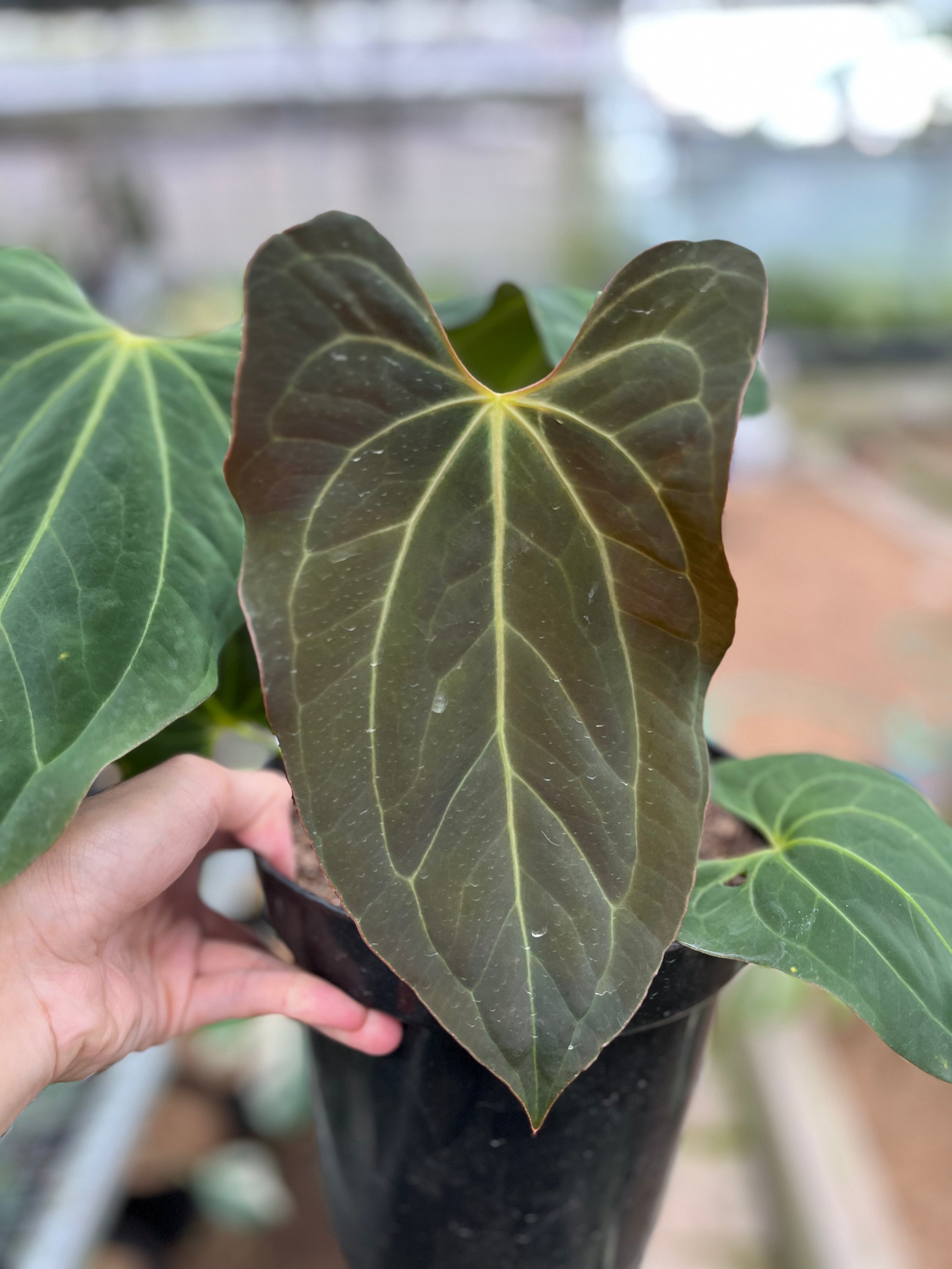 RP2-4 Anthurium Papilillaminum Butterfly