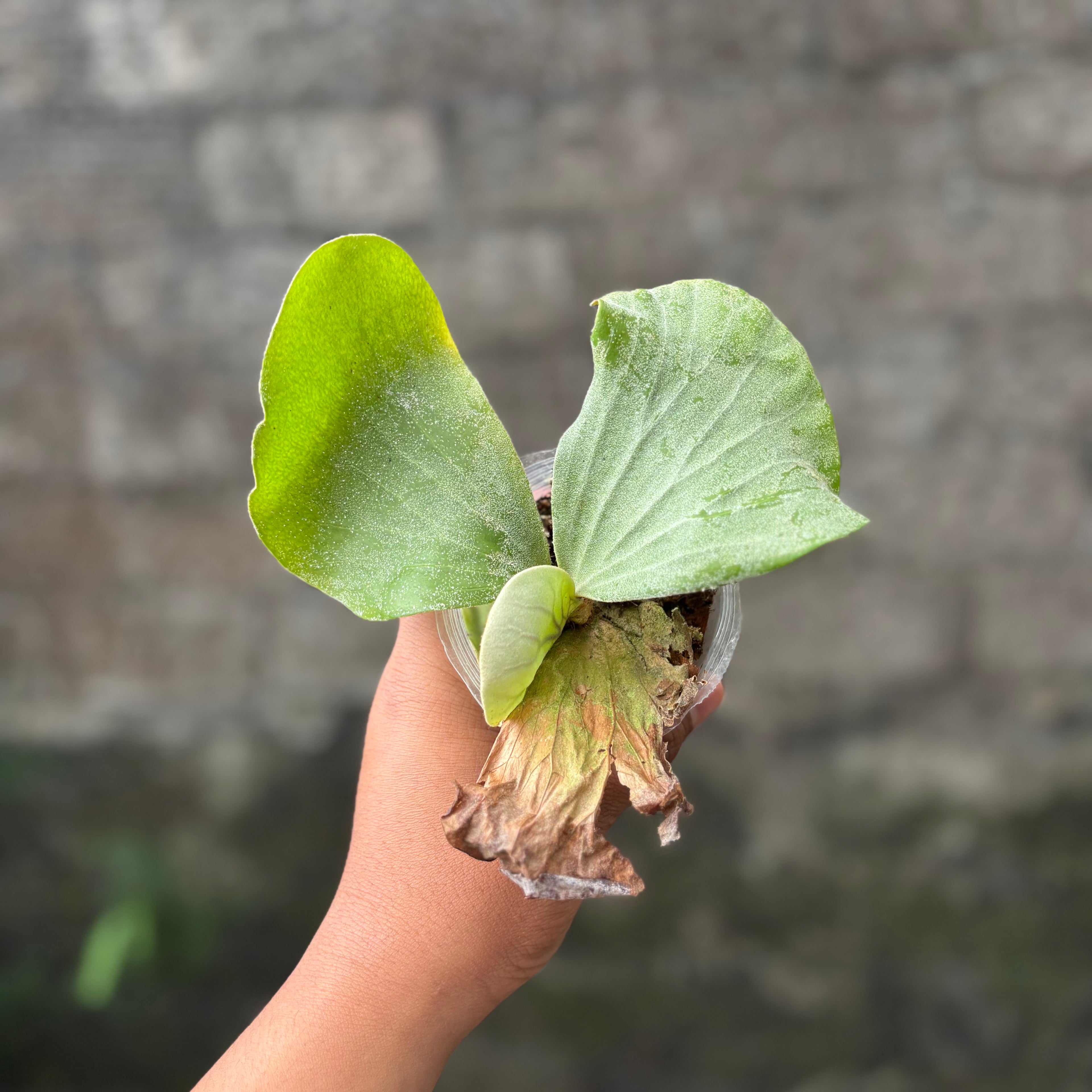 Platycerium Elephantotis