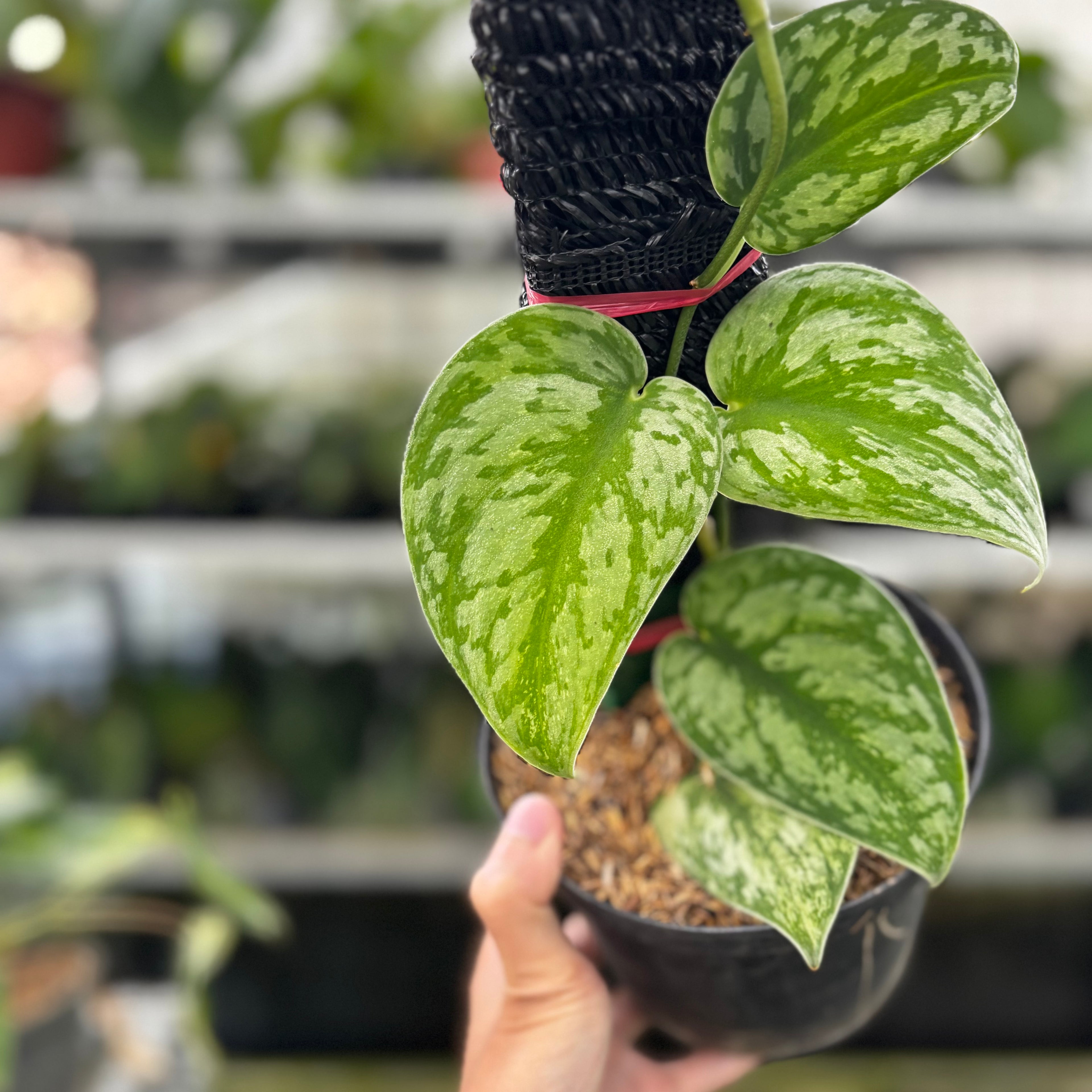 RP01-8 Scindapsus Exotica