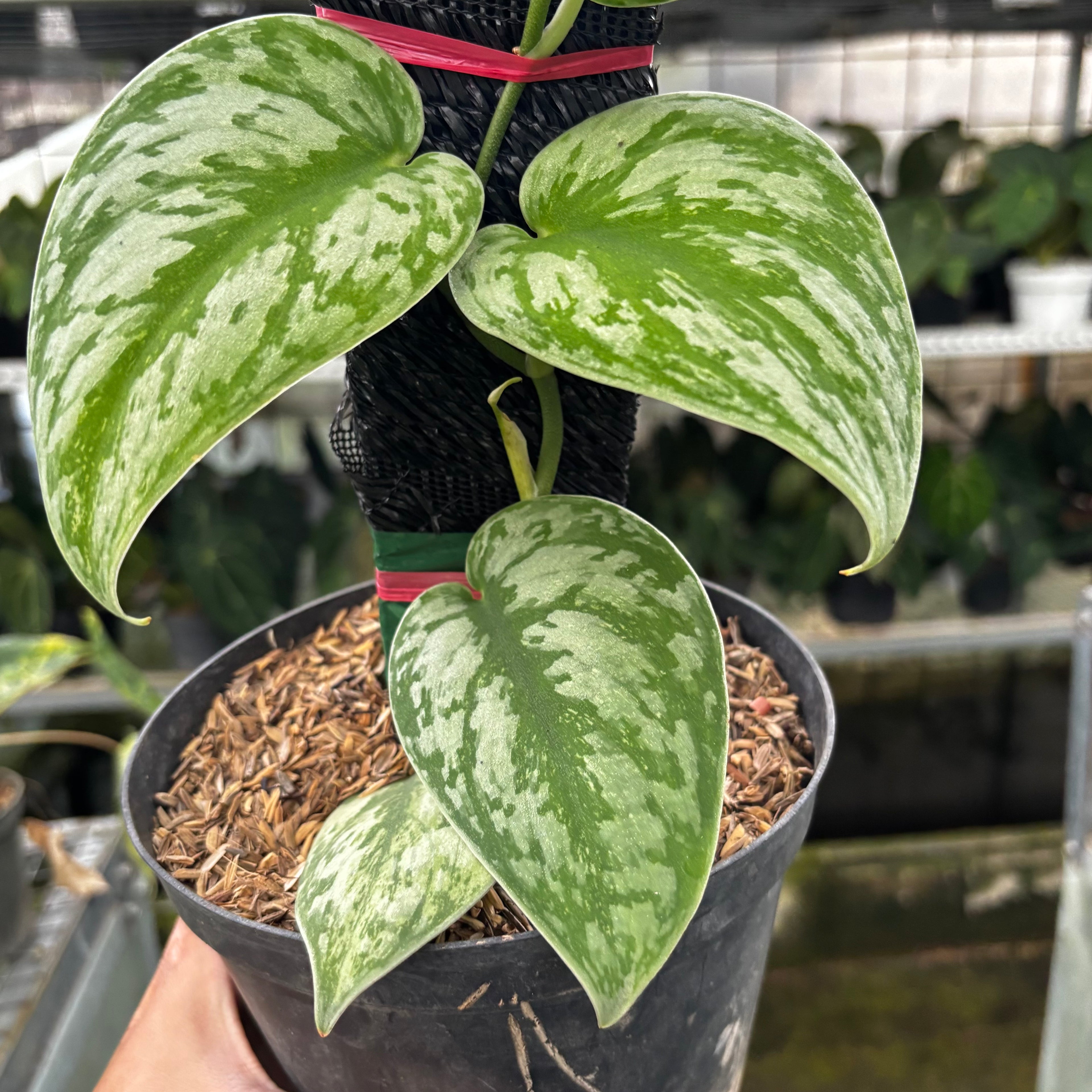 RP01-8 Scindapsus Exotica