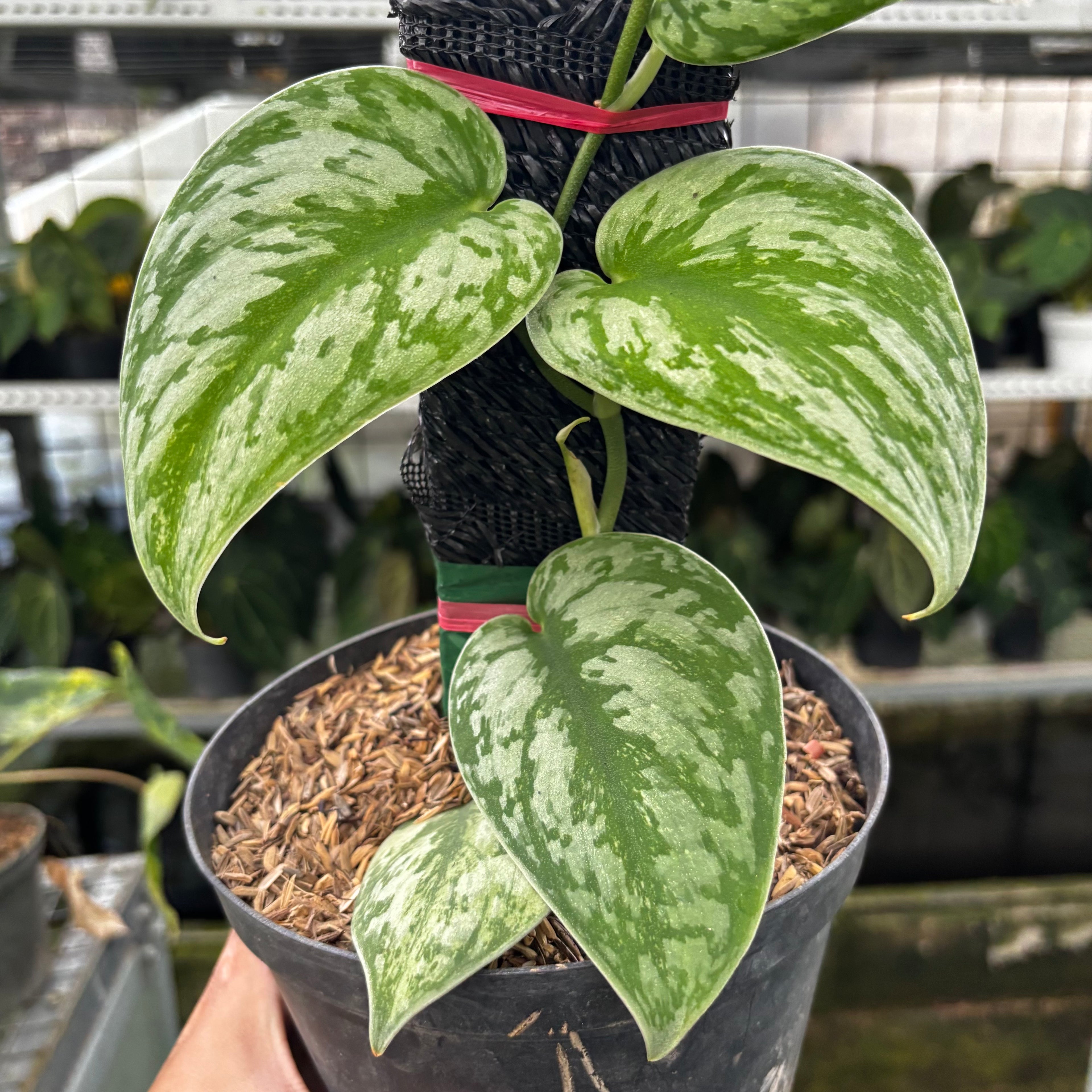 RP01-8 Scindapsus Exotica
