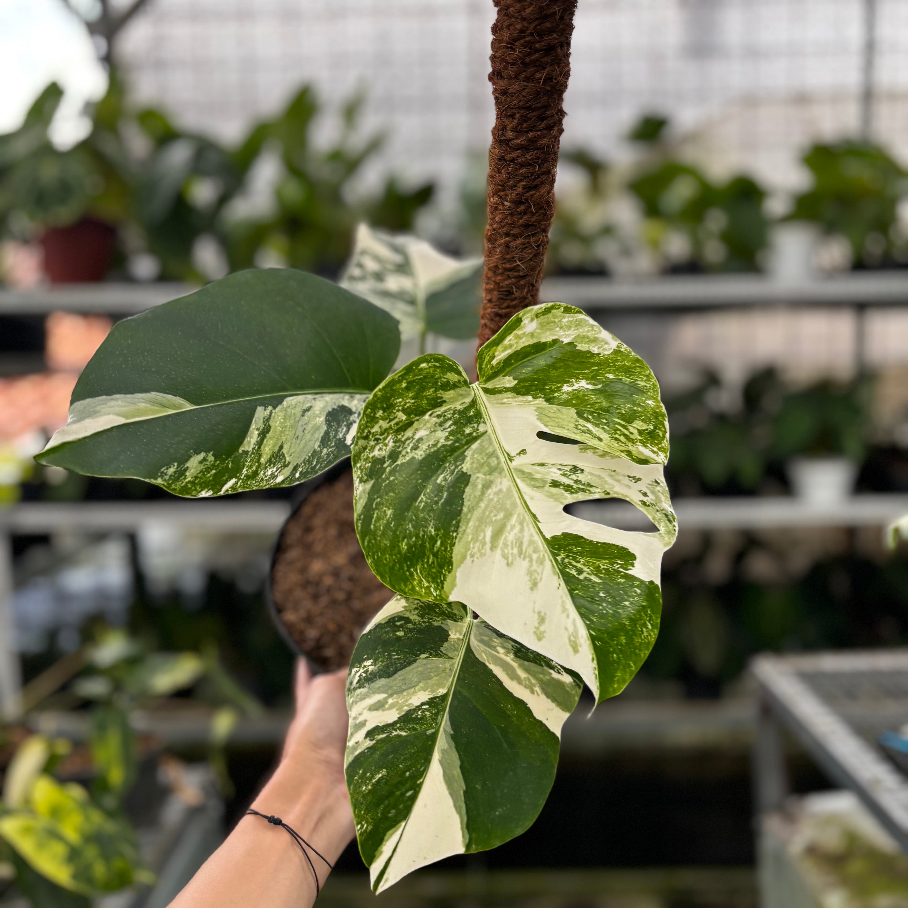RP02-8 Monstera Albo Variegated