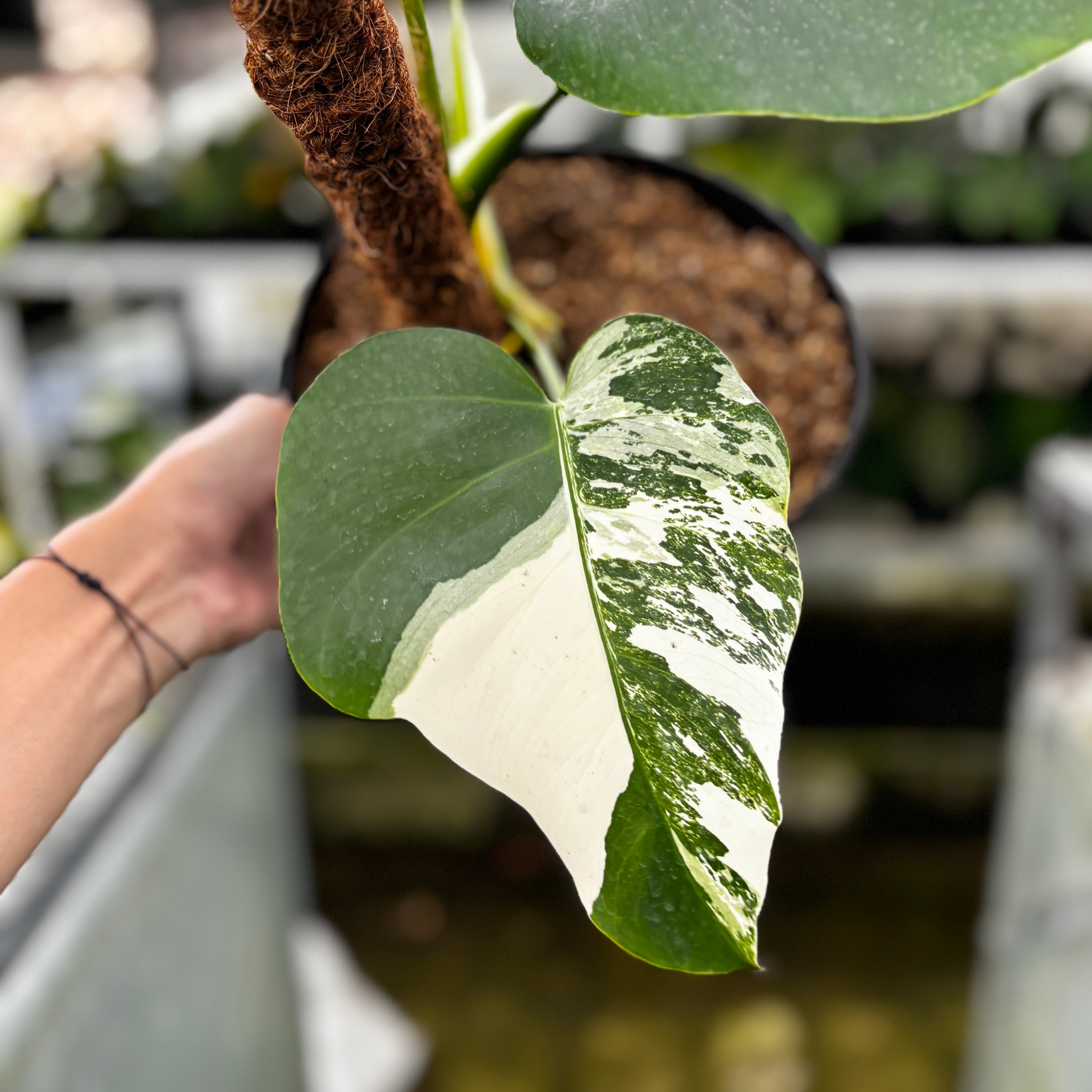 RP02-8 Monstera Albo Variegated