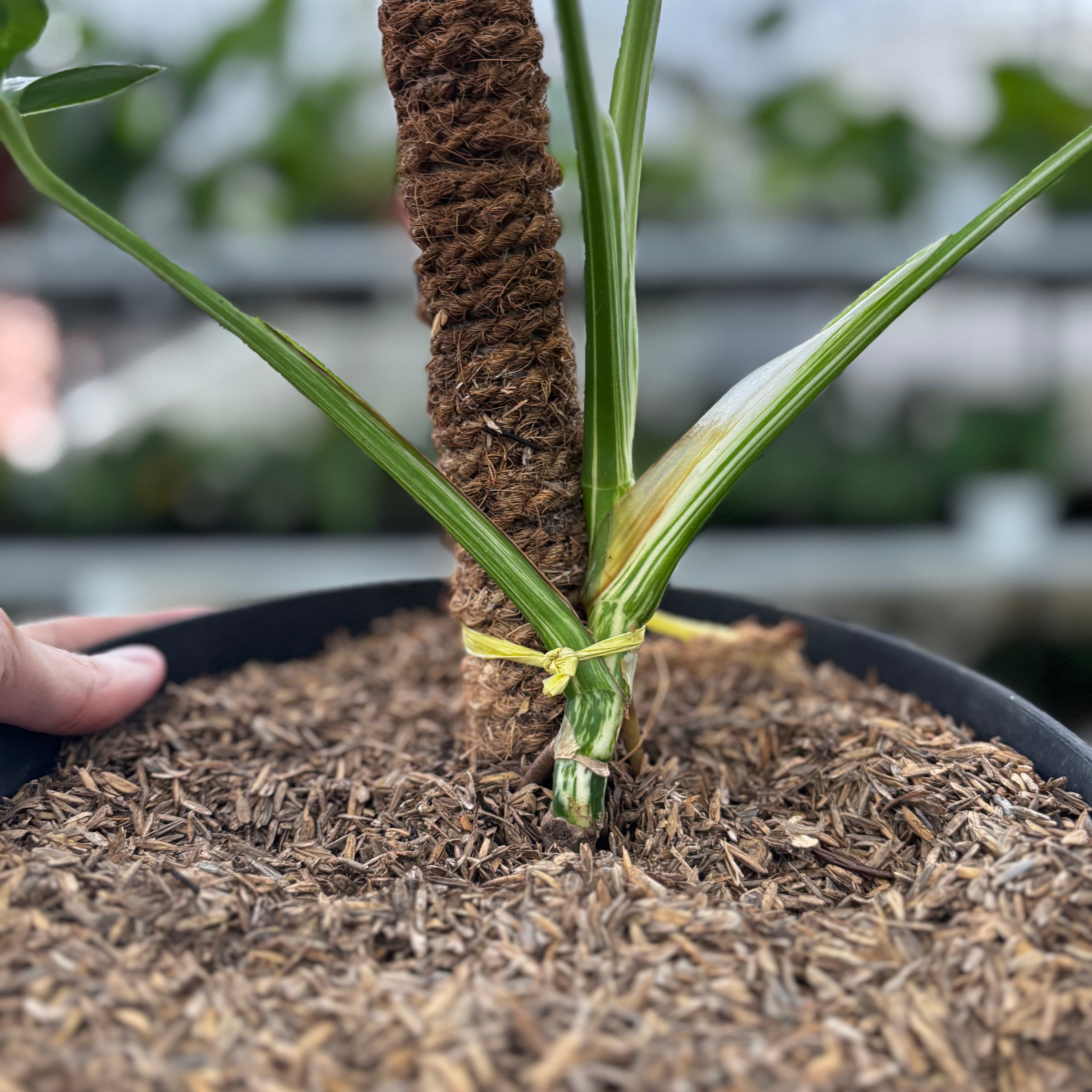 RP02-8 Monstera Albo Variegated