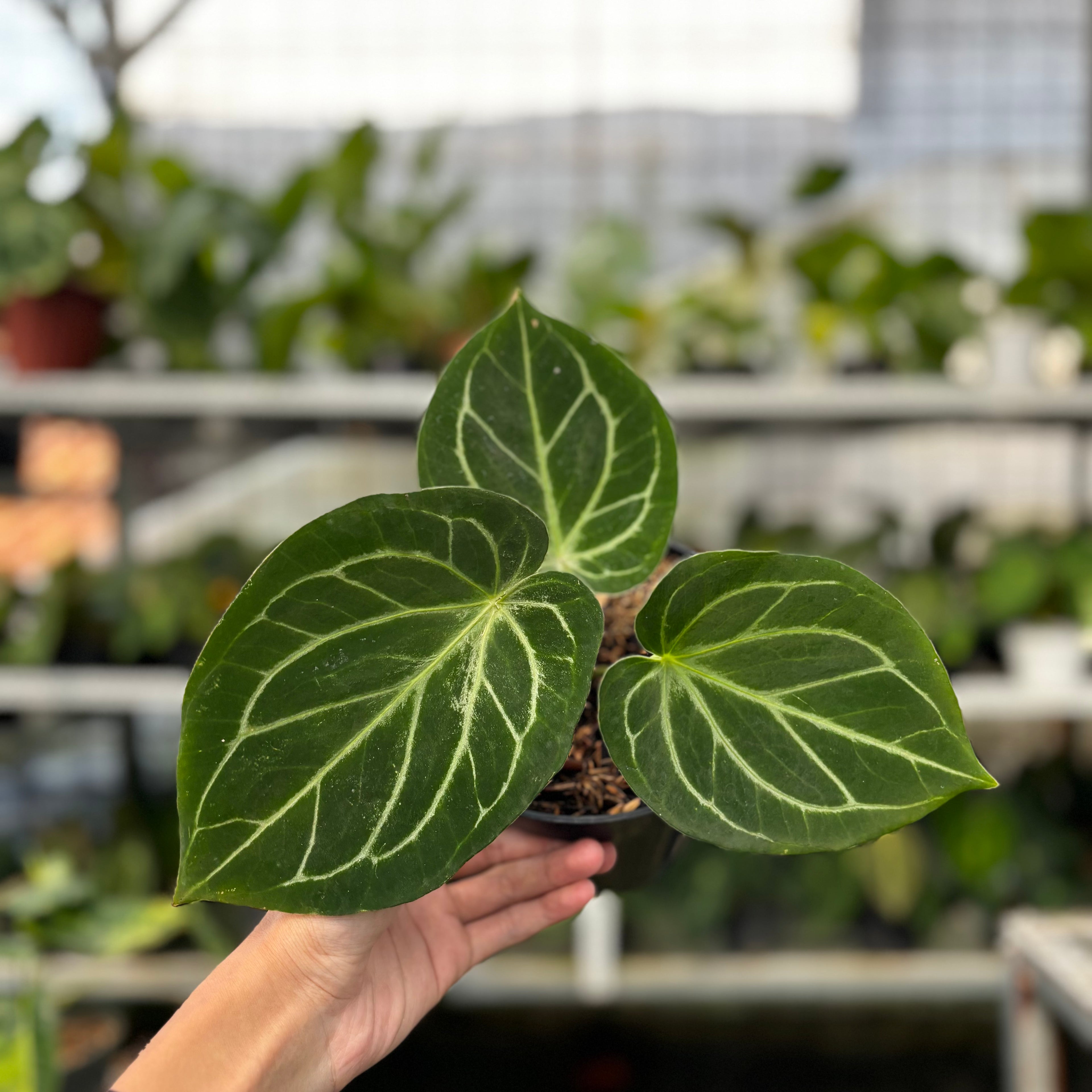 RP05-8 Anthurium HU