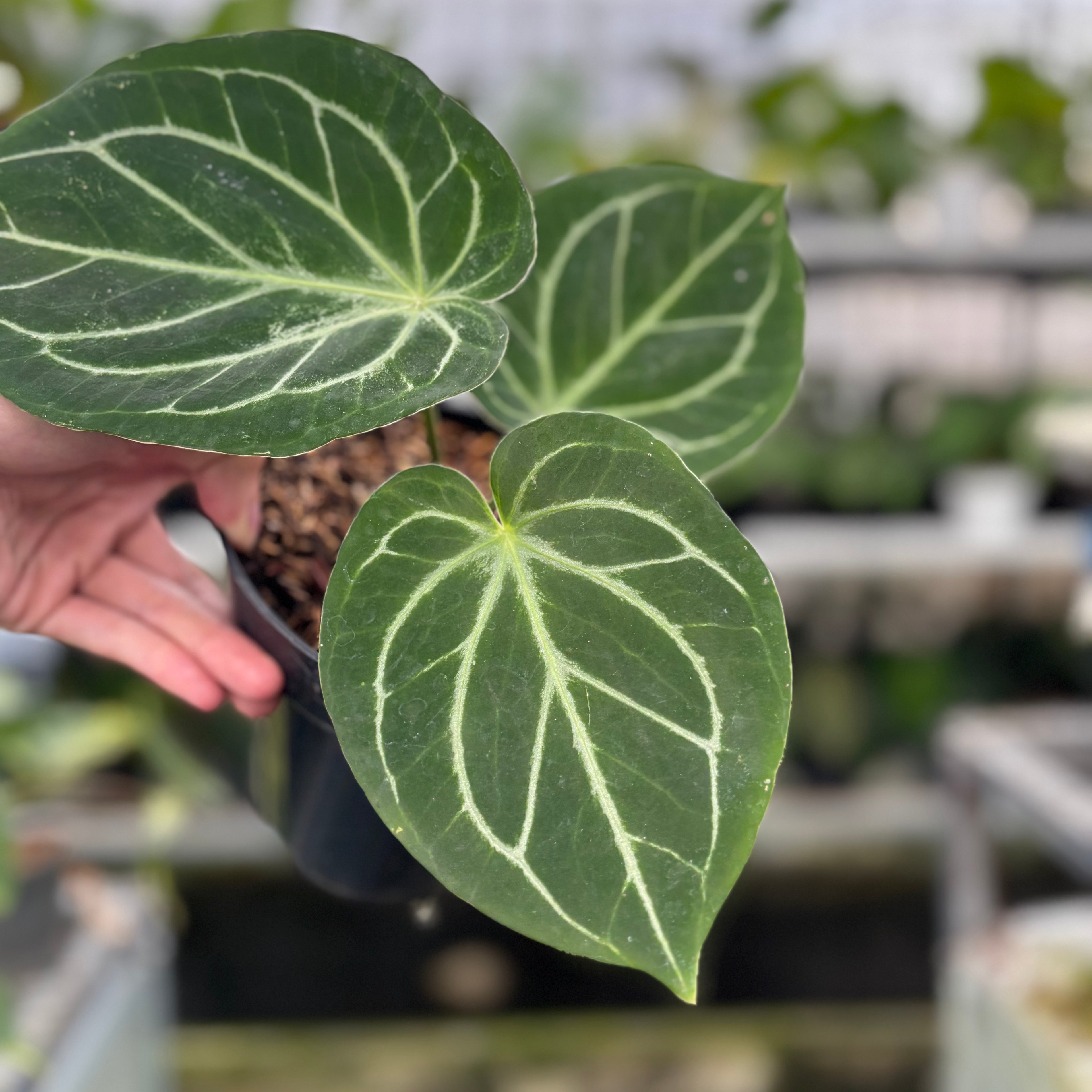 RP05-8 Anthurium HU