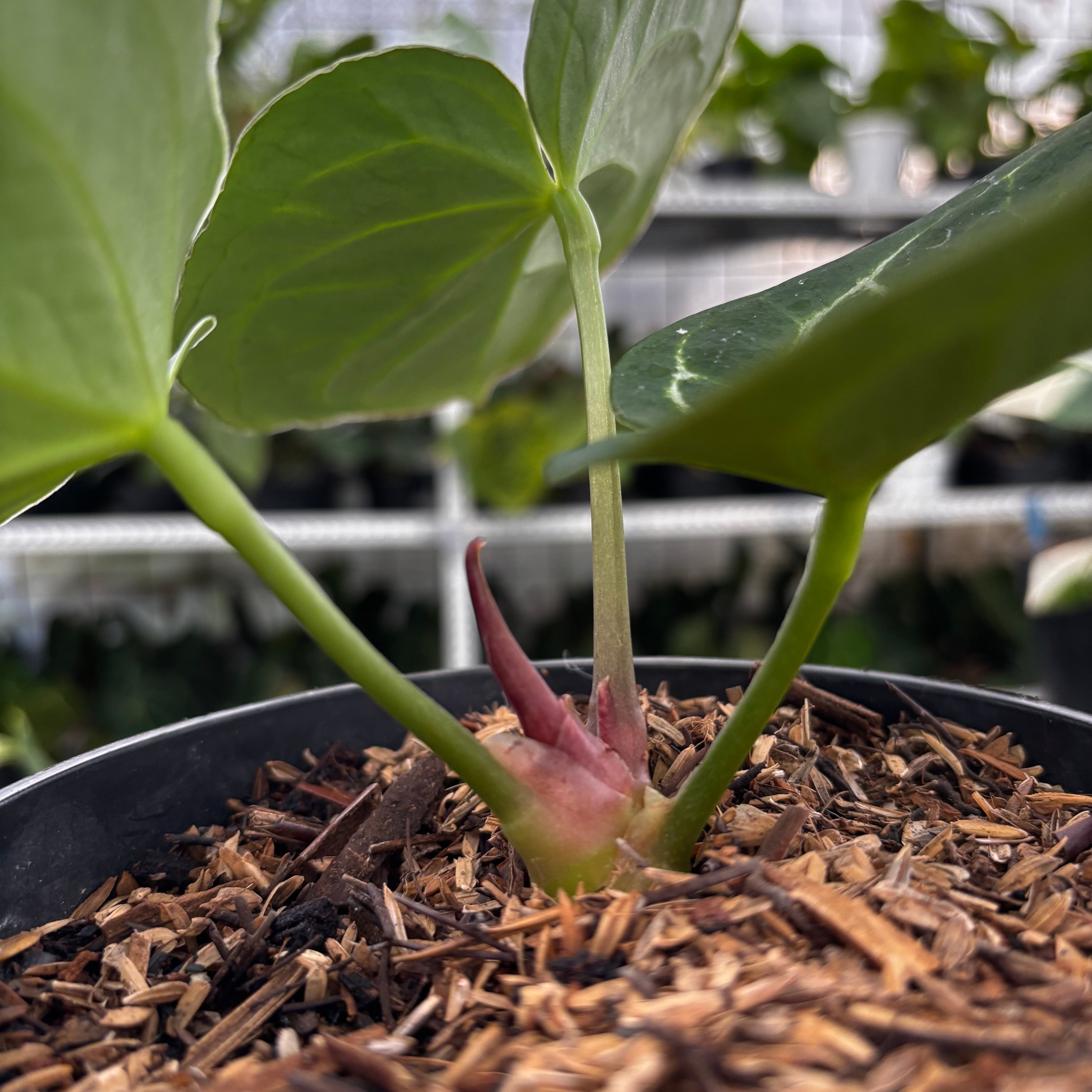 RP05-8 Anthurium HU