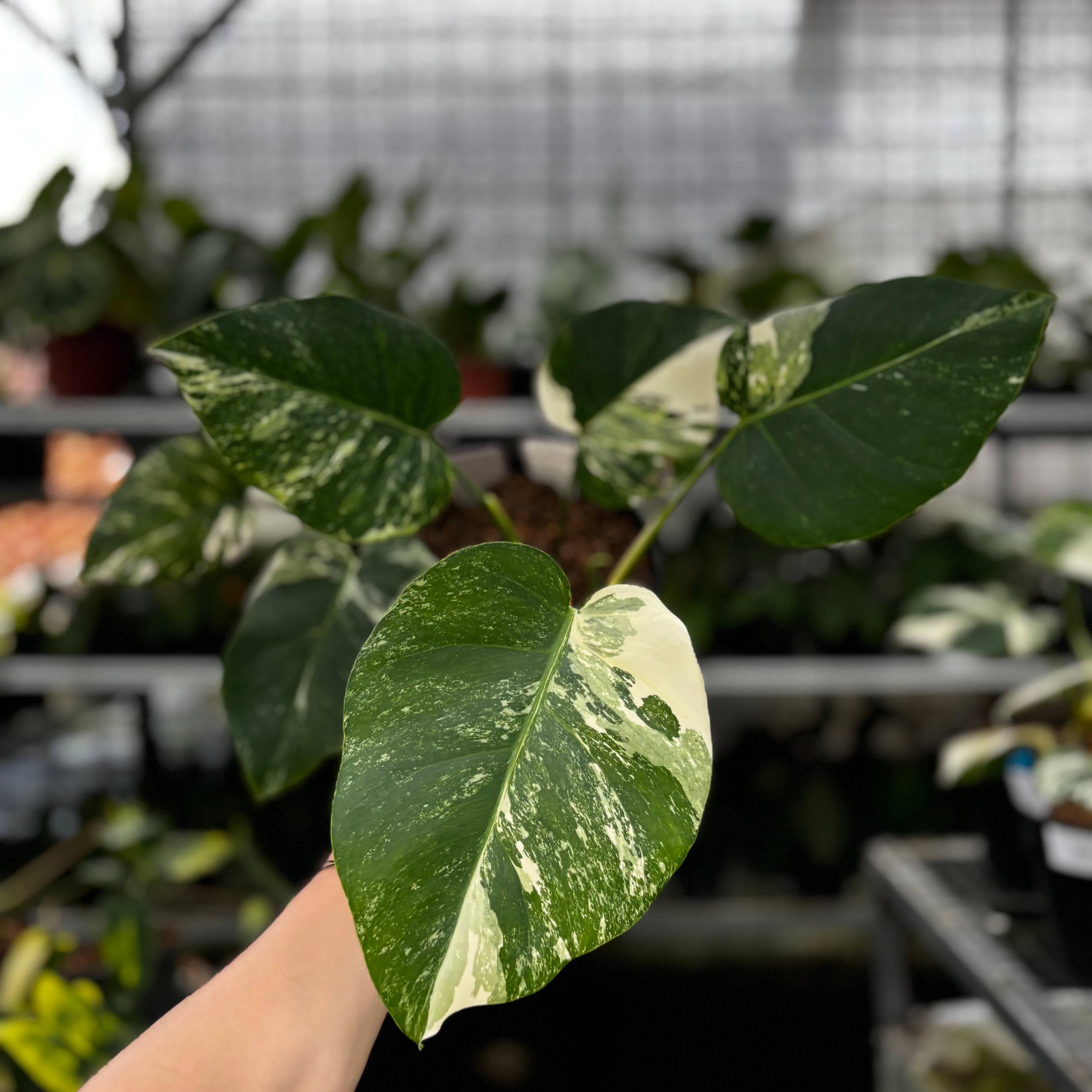 RP06-8 Monstera Albo Variegated