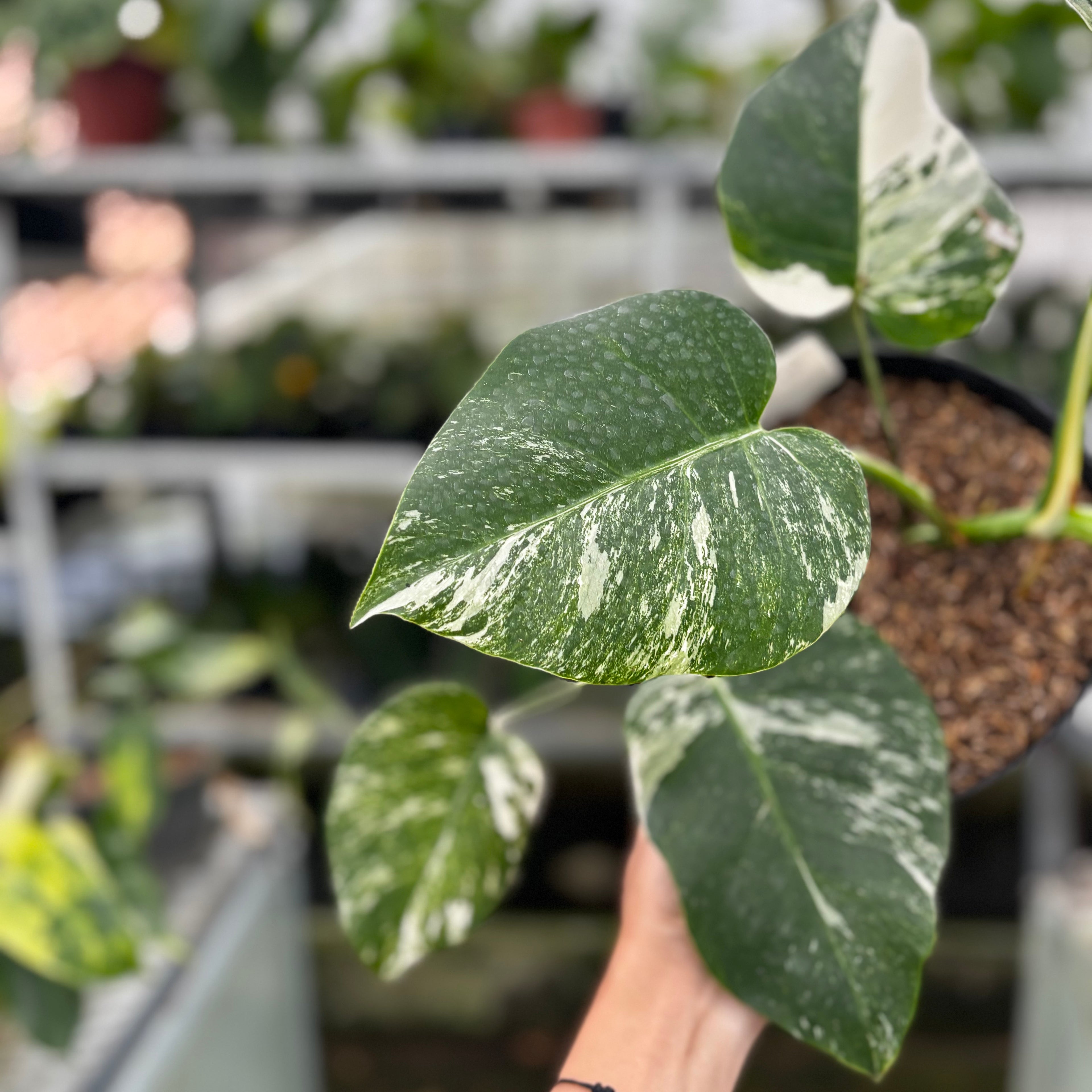 RP06-8 Monstera Albo Variegated