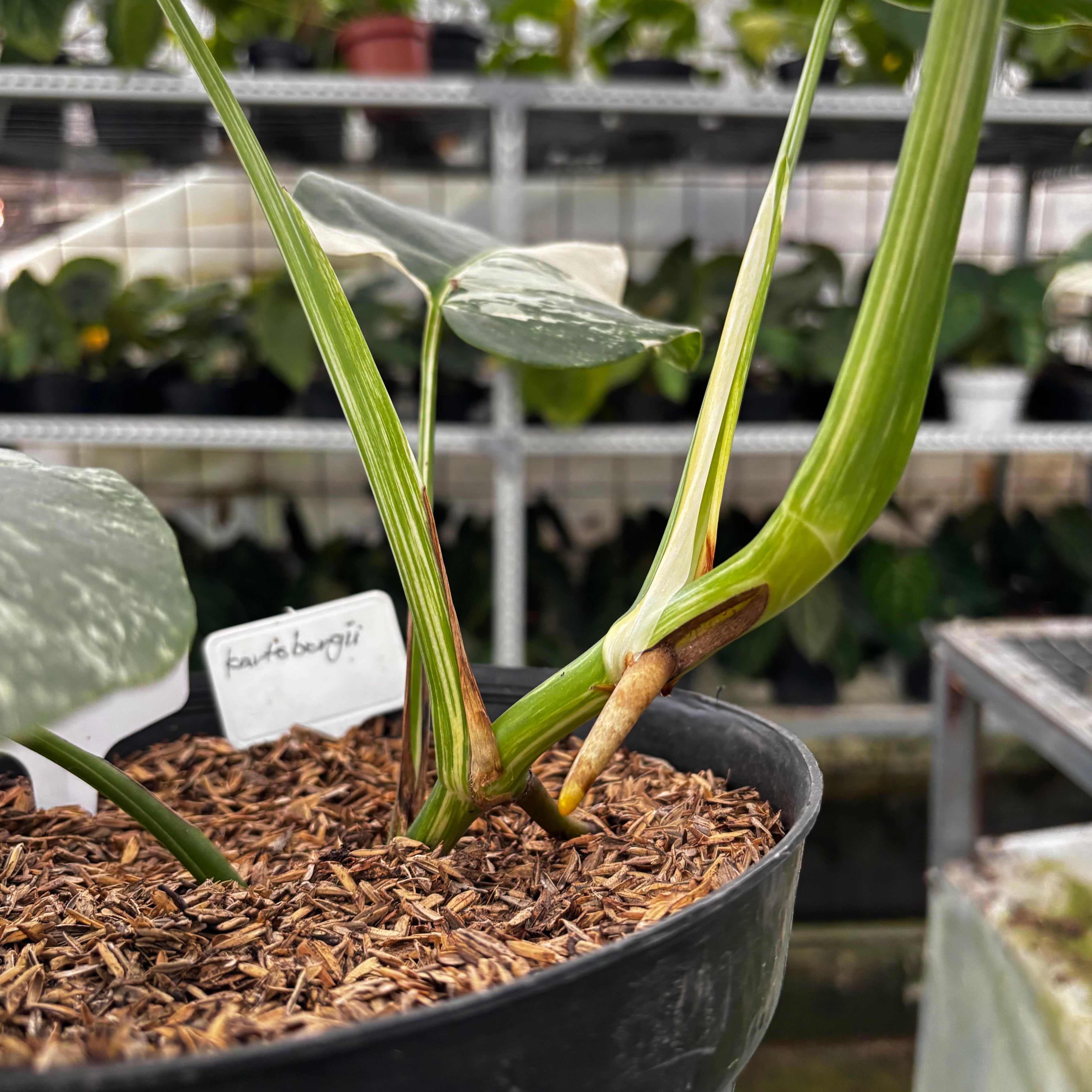 RP06-8 Monstera Albo Variegated