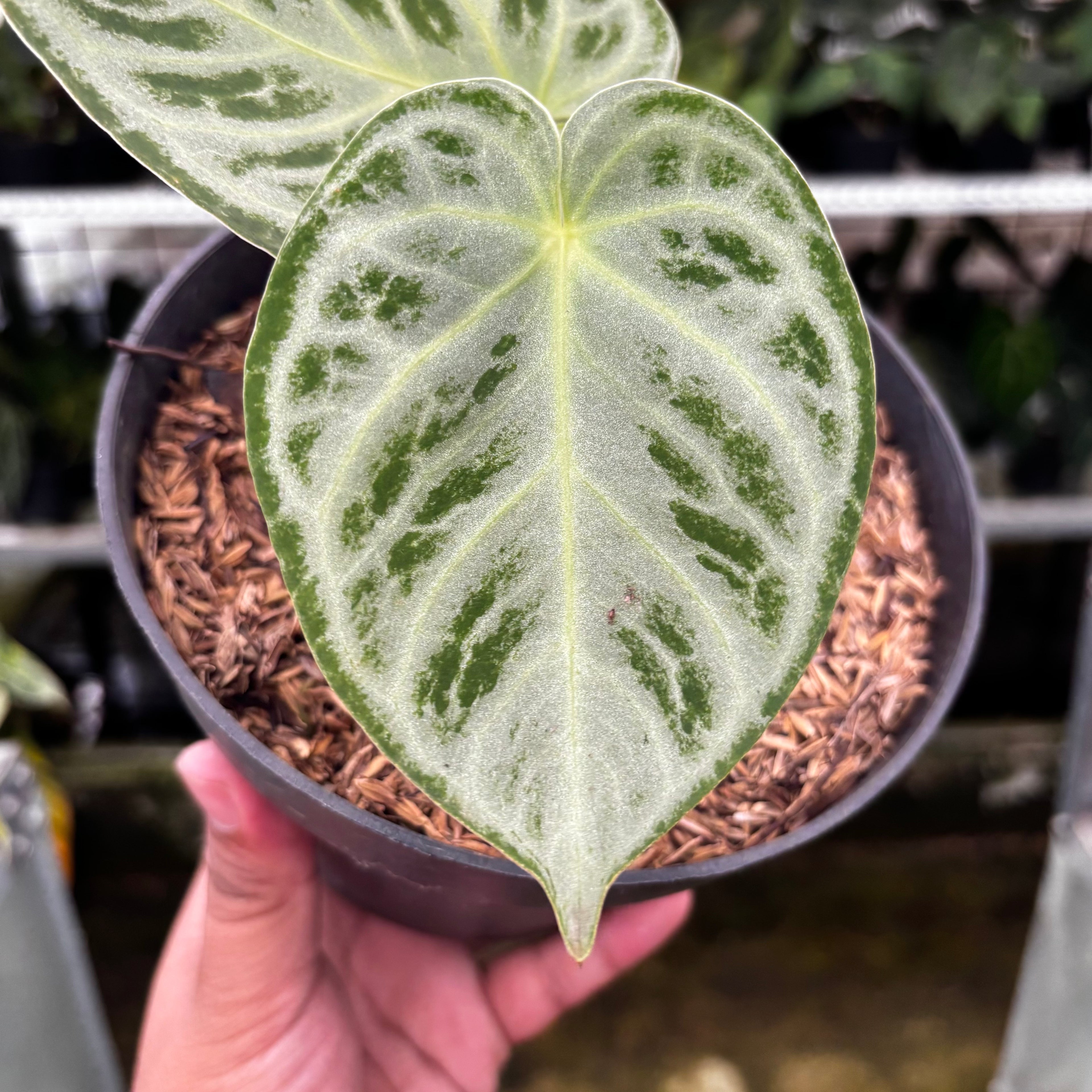 RP07-8 Anthurium Silver Chrome
