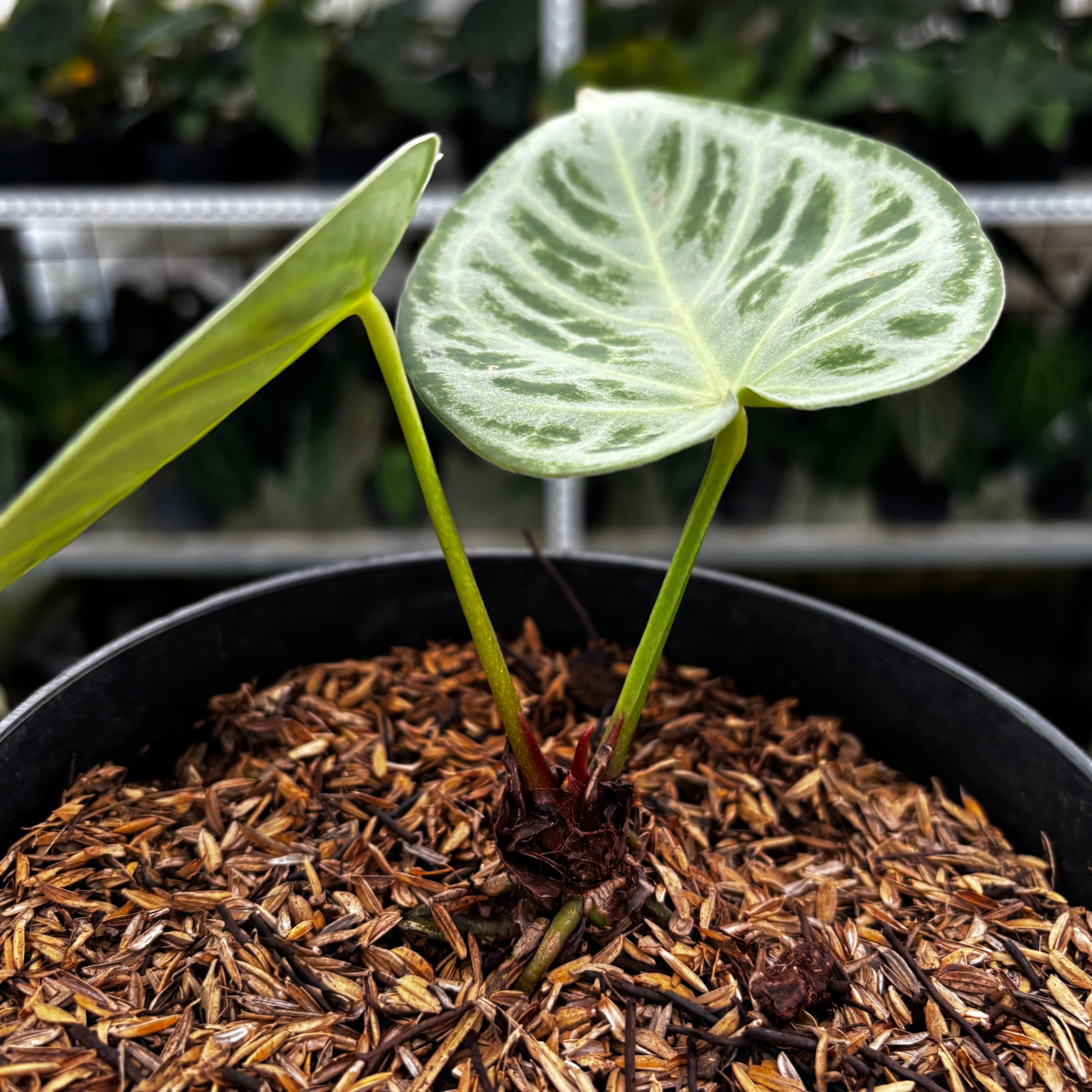 RP07-8 Anthurium Silver Chrome