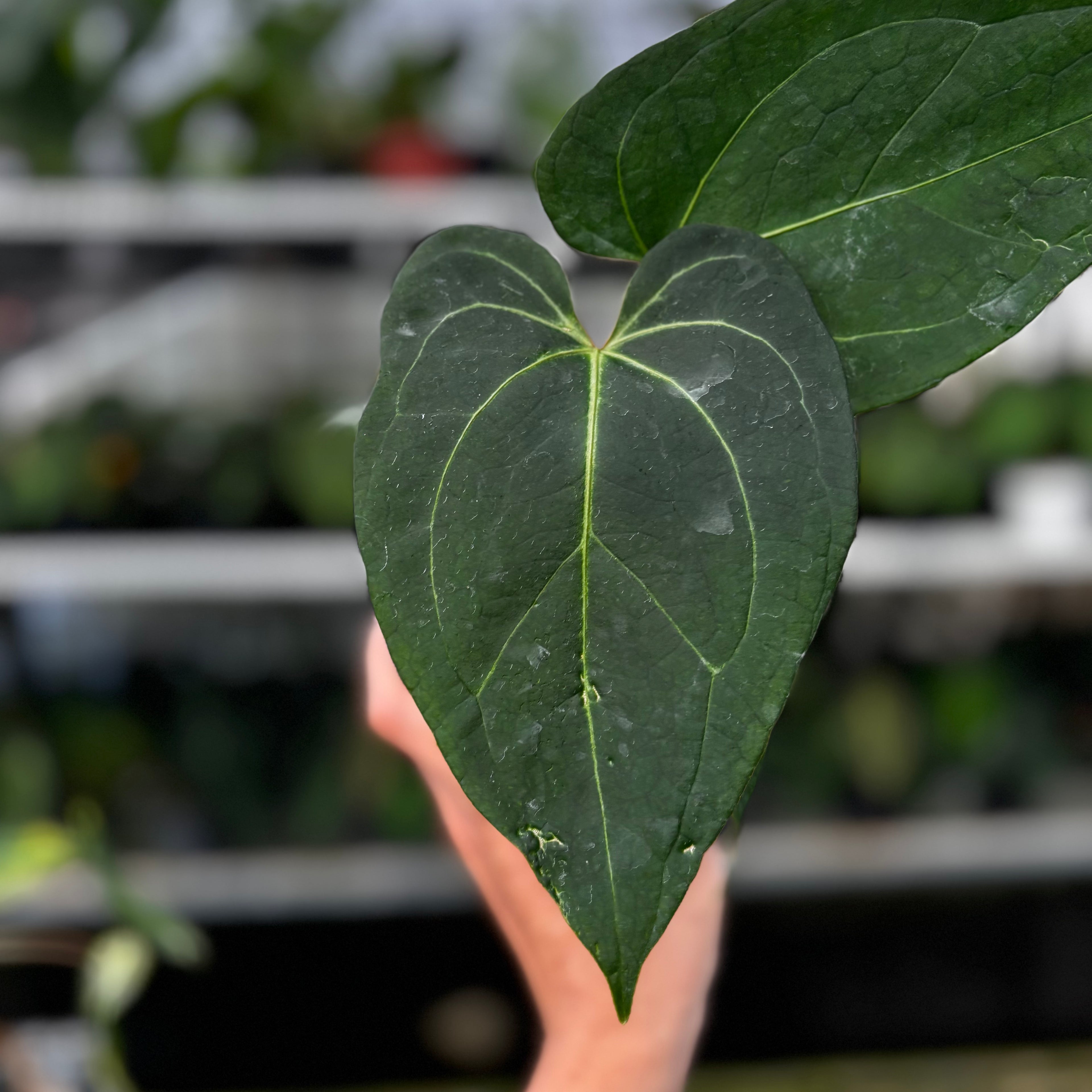 RP09-8 Anthurium Papillilaminum x Portilae